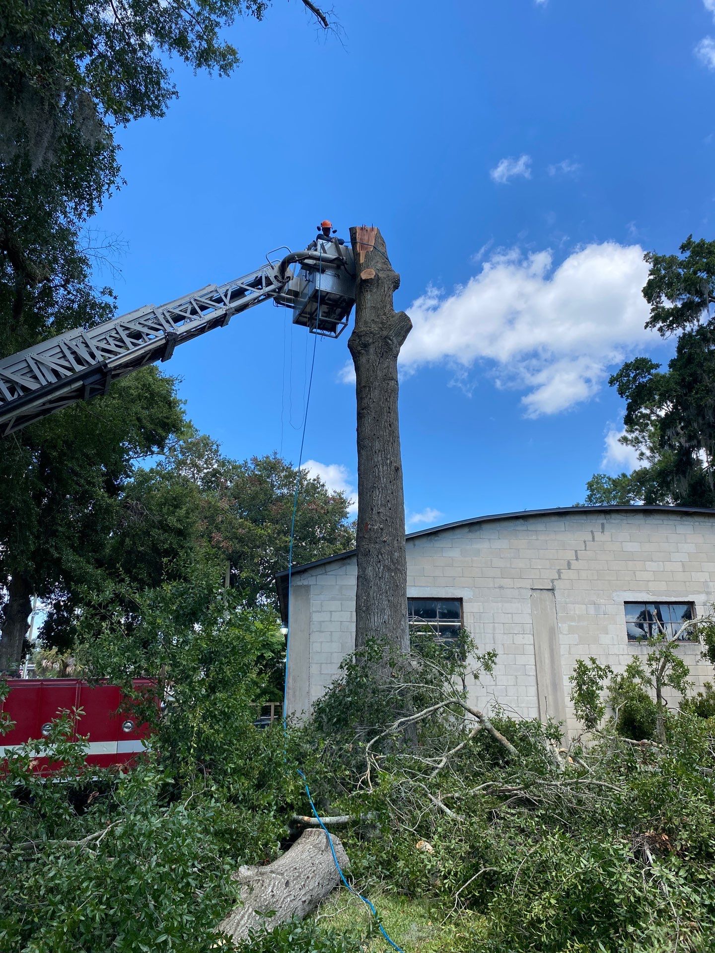 Commercial Property | Clean Up & Tree Removal by ProGreen Services