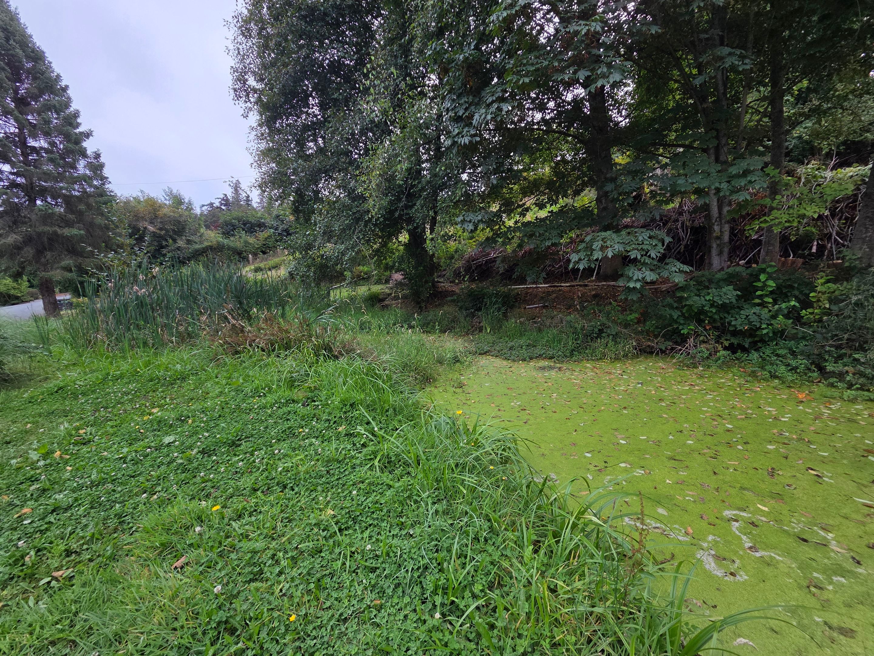 Island View - Ecological Restoration & Stewardship by Habanero Landscape Solutions