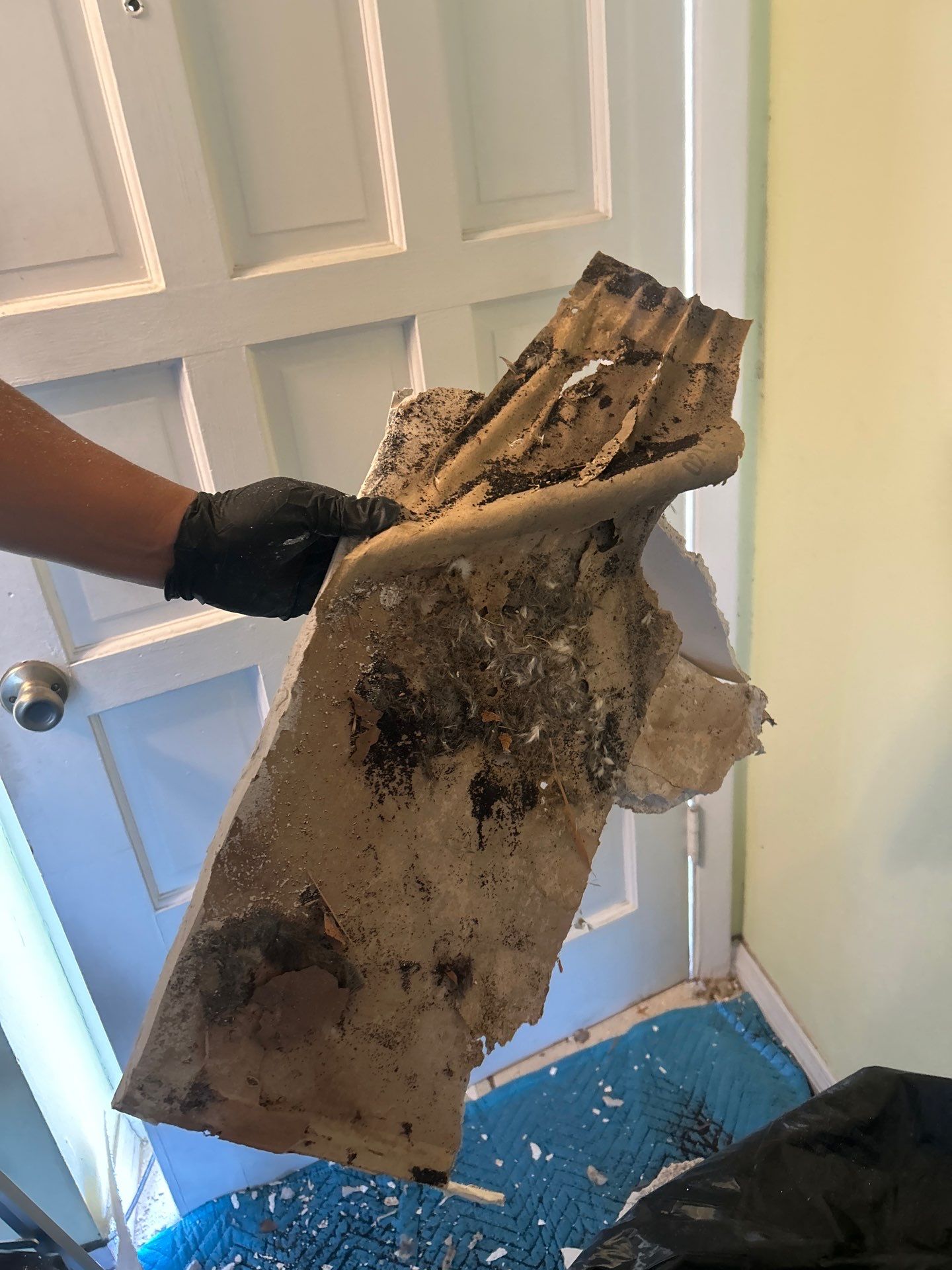 Pebble Springs Mold Remediation by Ampm Restoration Services