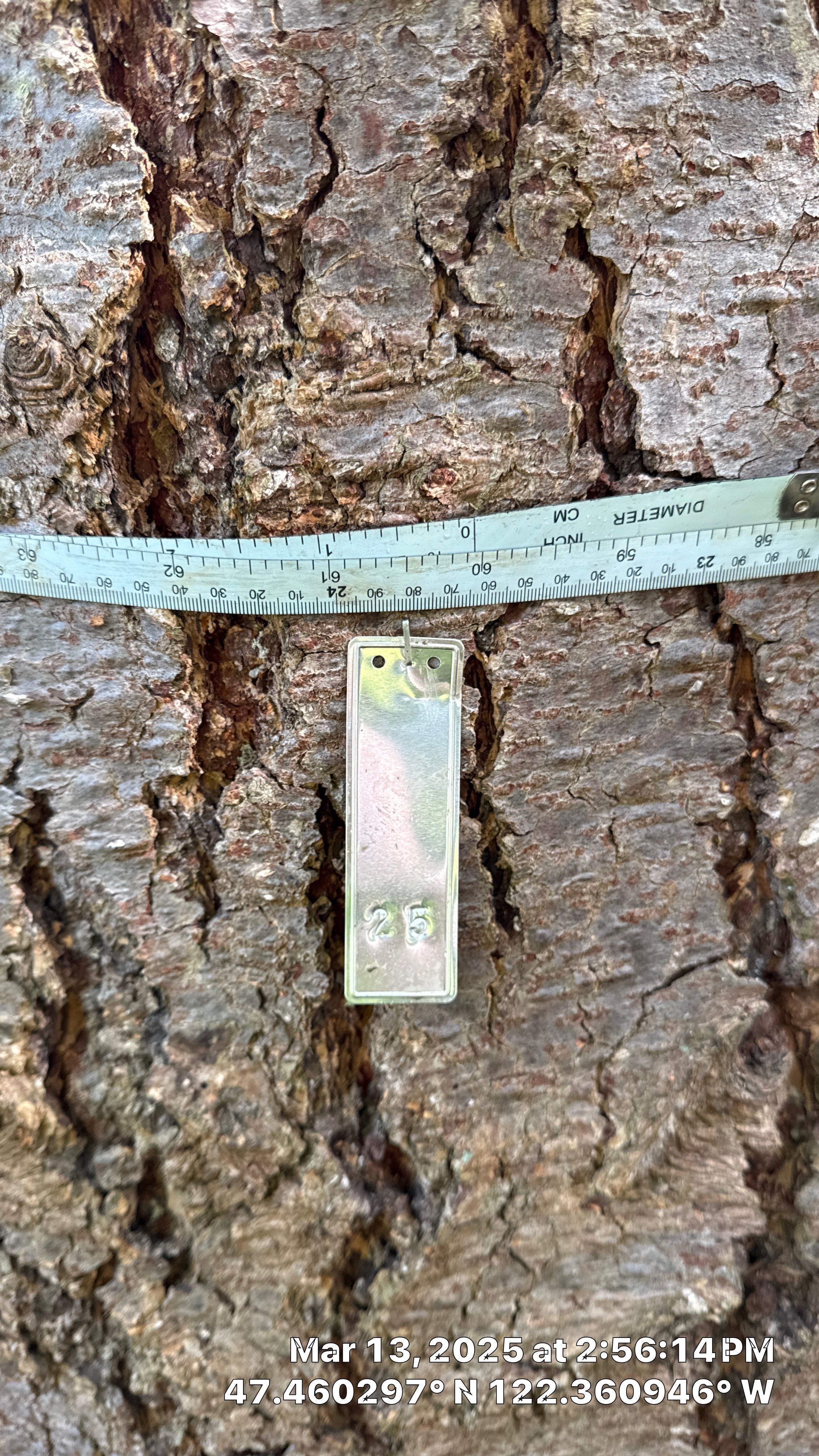 π Arborist Reporting & Tree Surveying β Code Compliance Project by Sound Tree Care LLC