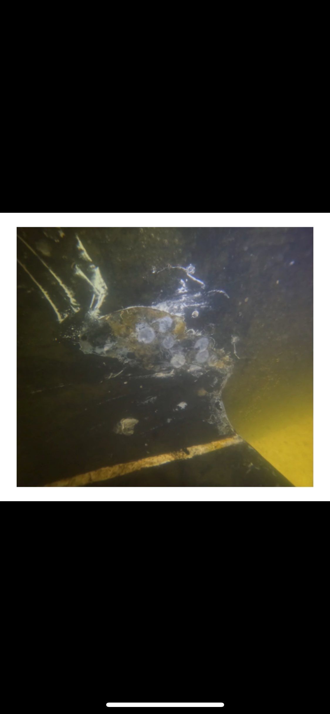 Project in Panama City by Florida Hull Cleaning 