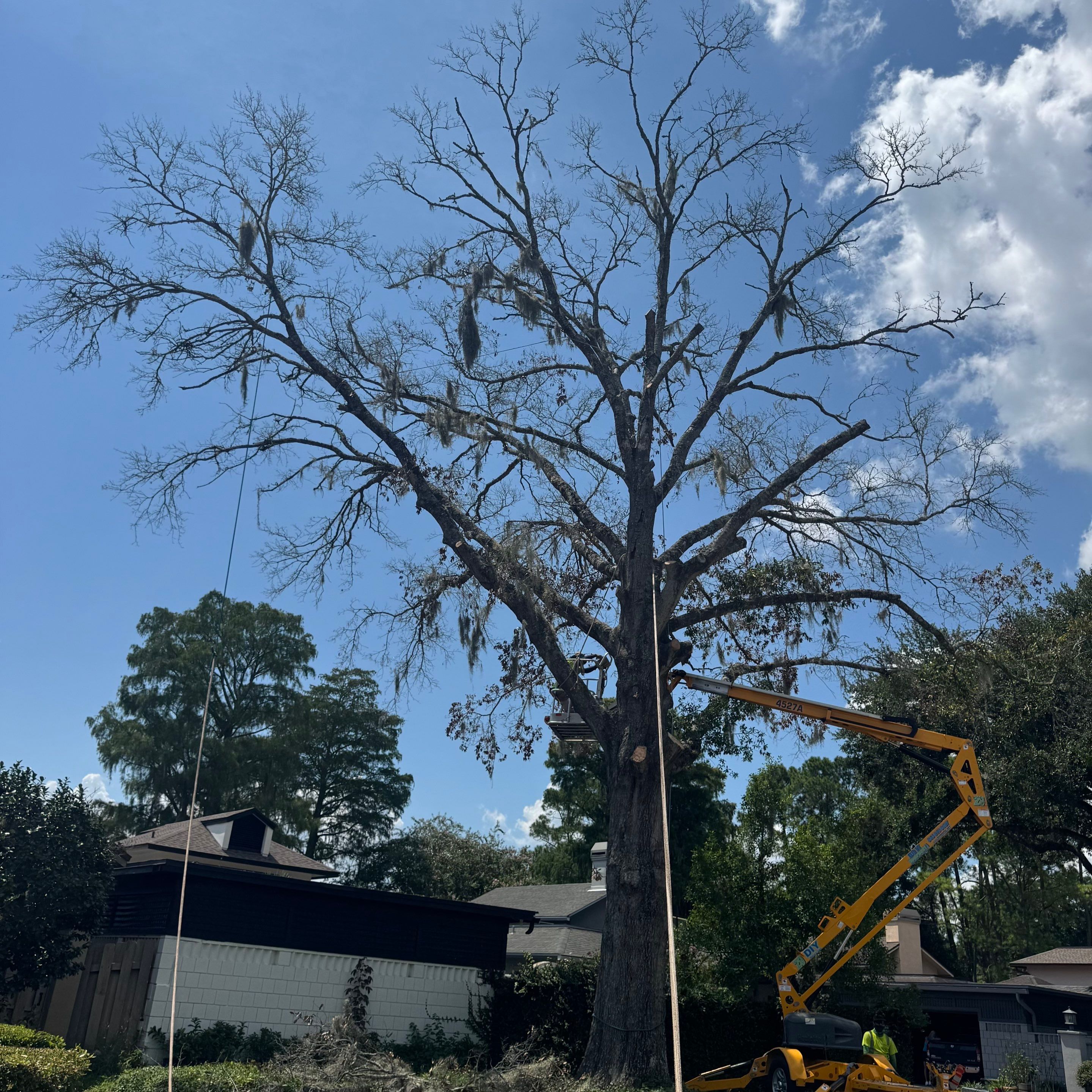 Deerwood Resident | Tree Removal by ProGreen Services