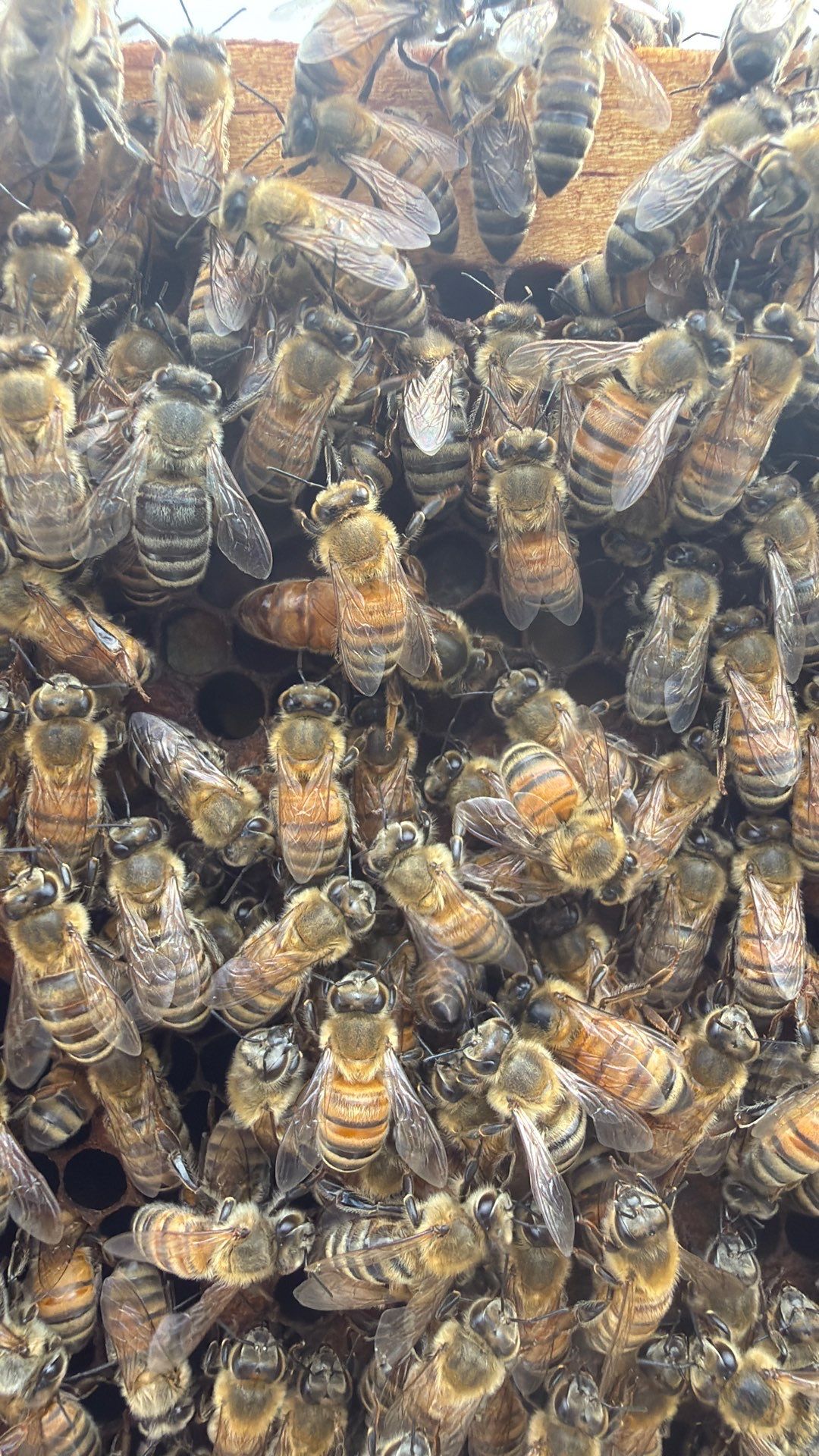 Hometown New Beek by Rockwall Honey Bee Company