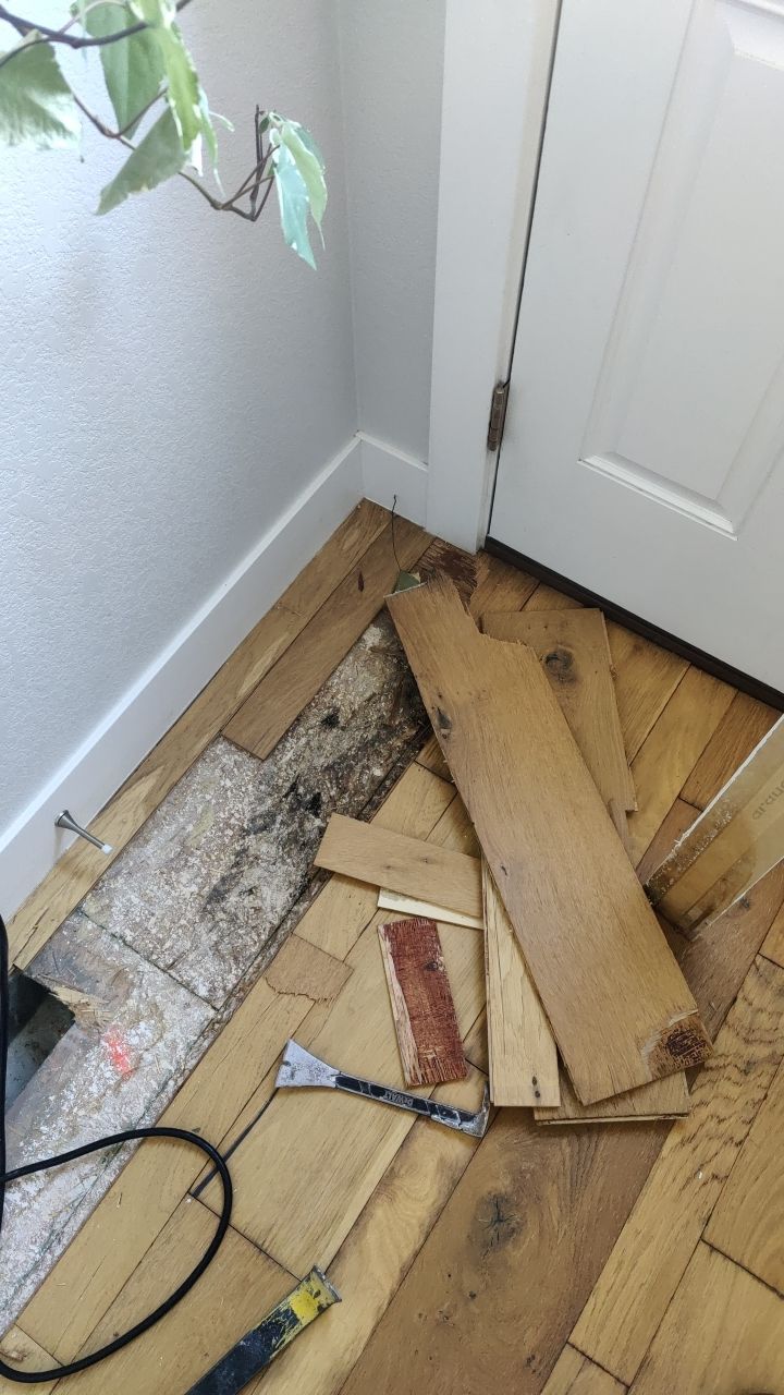 Mold Remediation  by Accountable Home Services