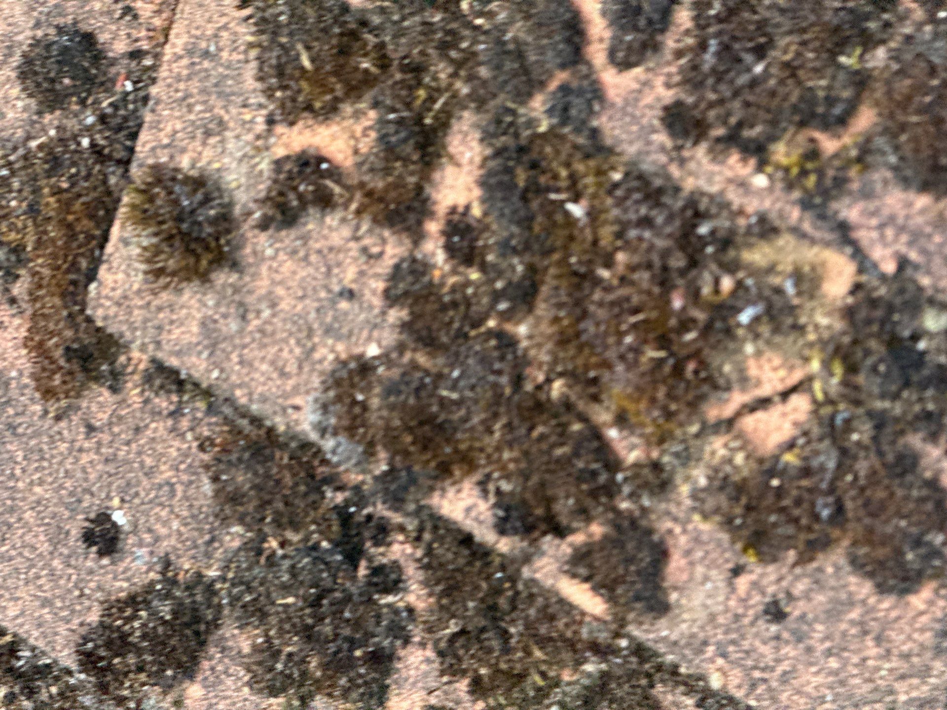 Roof Clean - Gutter Clean - Biocide Treatment by Ges Exterior Cleaning ltd