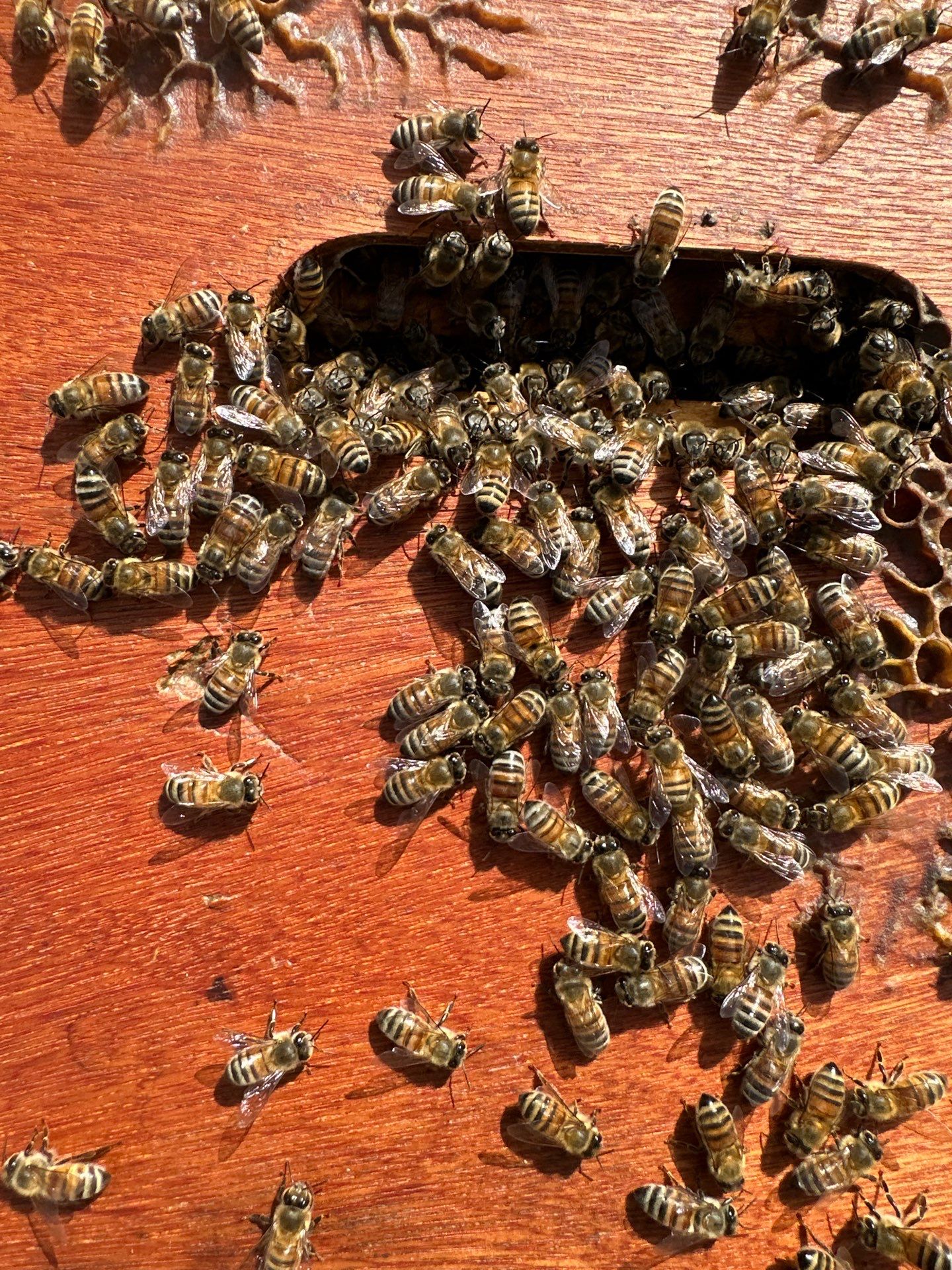 Urban Bees in Richardson by Rockwall Honey Bee Company