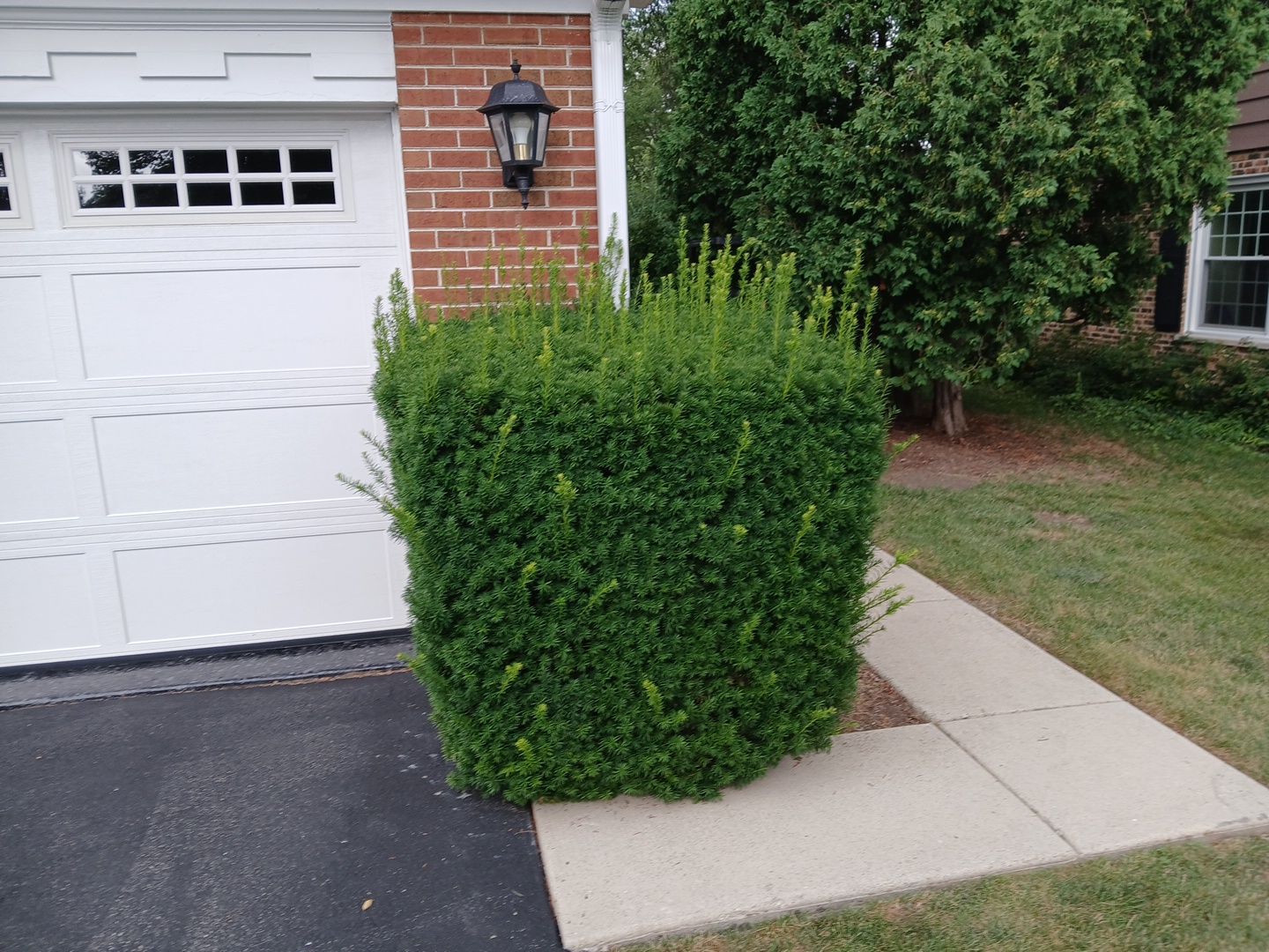 Michael I. - Glenview, IL by A&N 