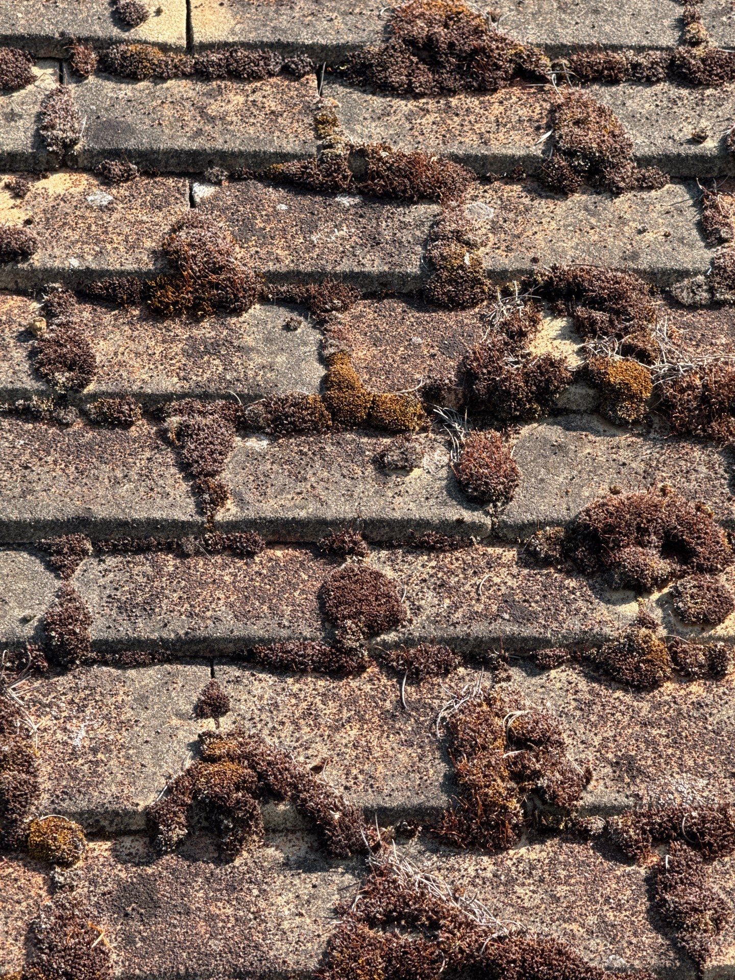 Roof Clean  - Moss Removal - Gutter Clean using Honda 15lpm Low Pressure Washing Machine by Ges Exterior Cleaning ltd