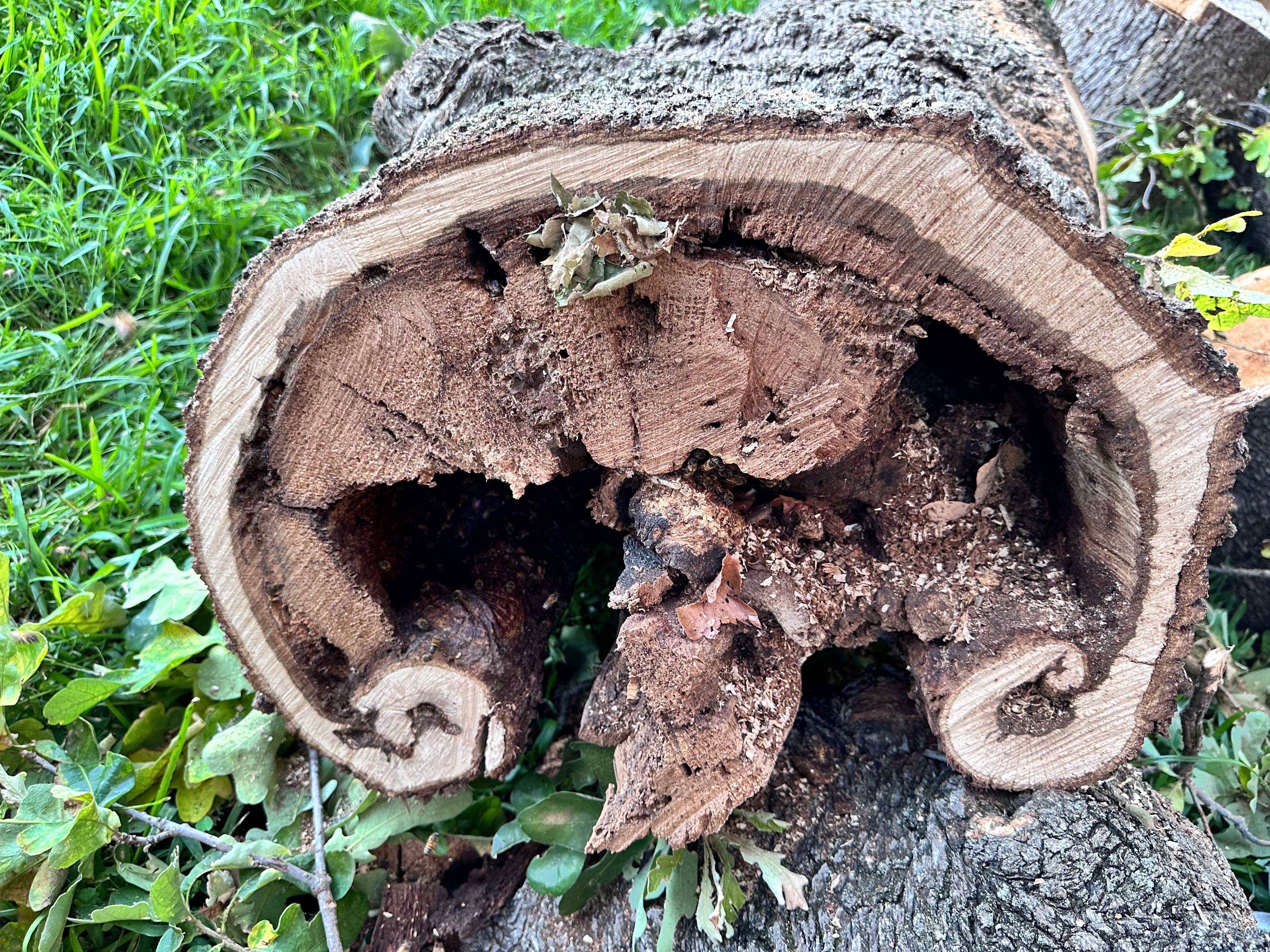 Wina-tree-go by Rockwall Honey Bee Company