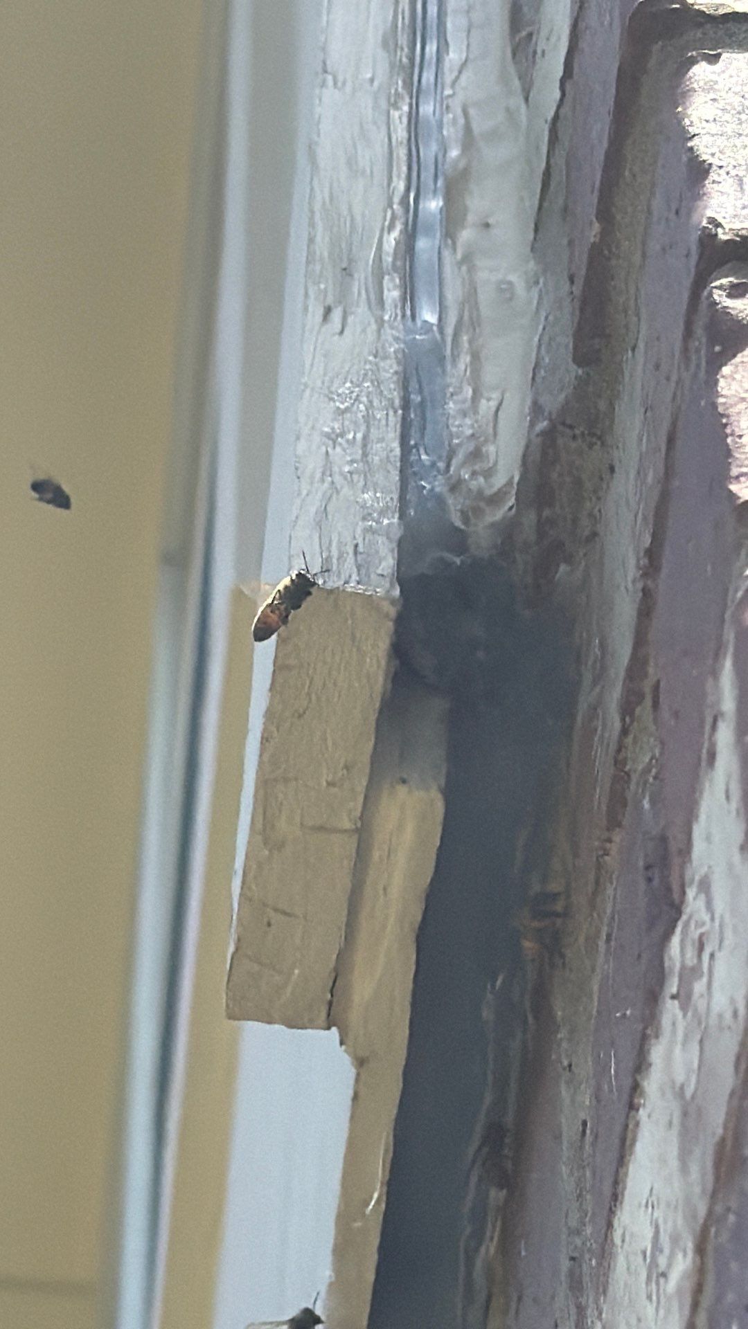 Siding & Bricks = Bees -N- Floors by Rockwall Honey Bee Company