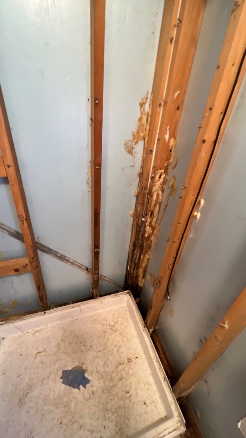 Water Damage and Mold Remediation by Accountable Home Services