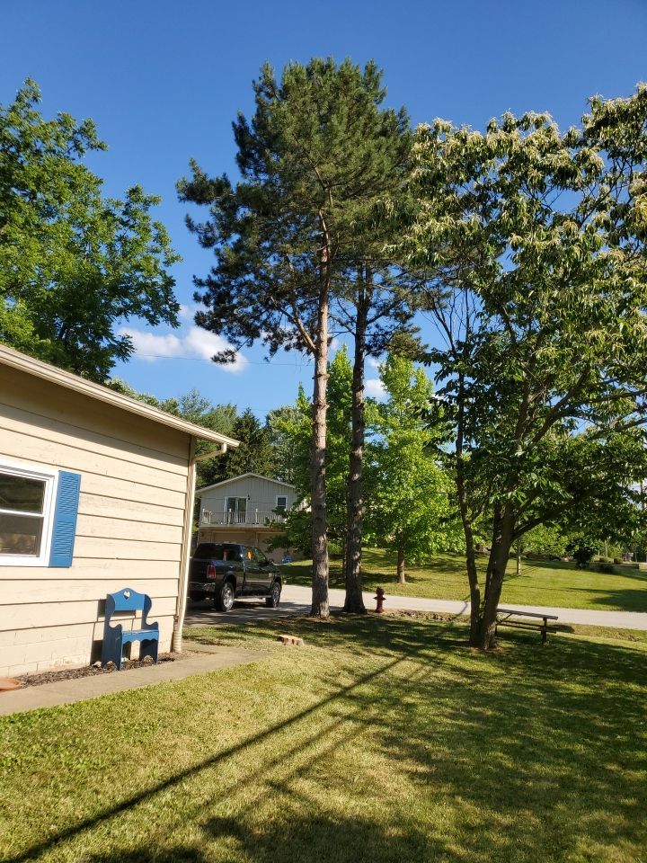 Tree Removal using Tree Removal by Mike Jones & Sons Tree Service LLC 