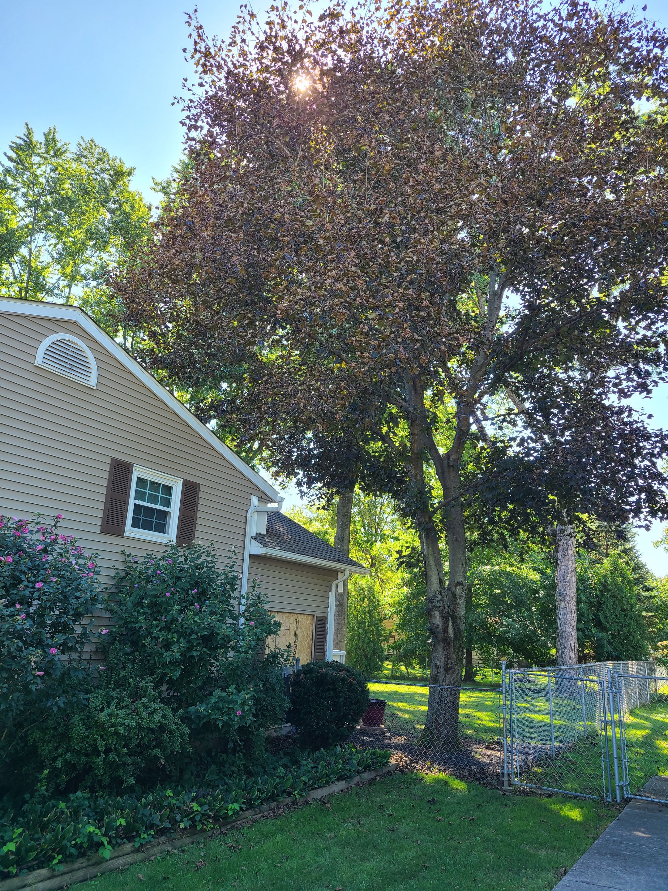 Oak Tree Removal by Mike Jones & Sons Tree Service LLC 