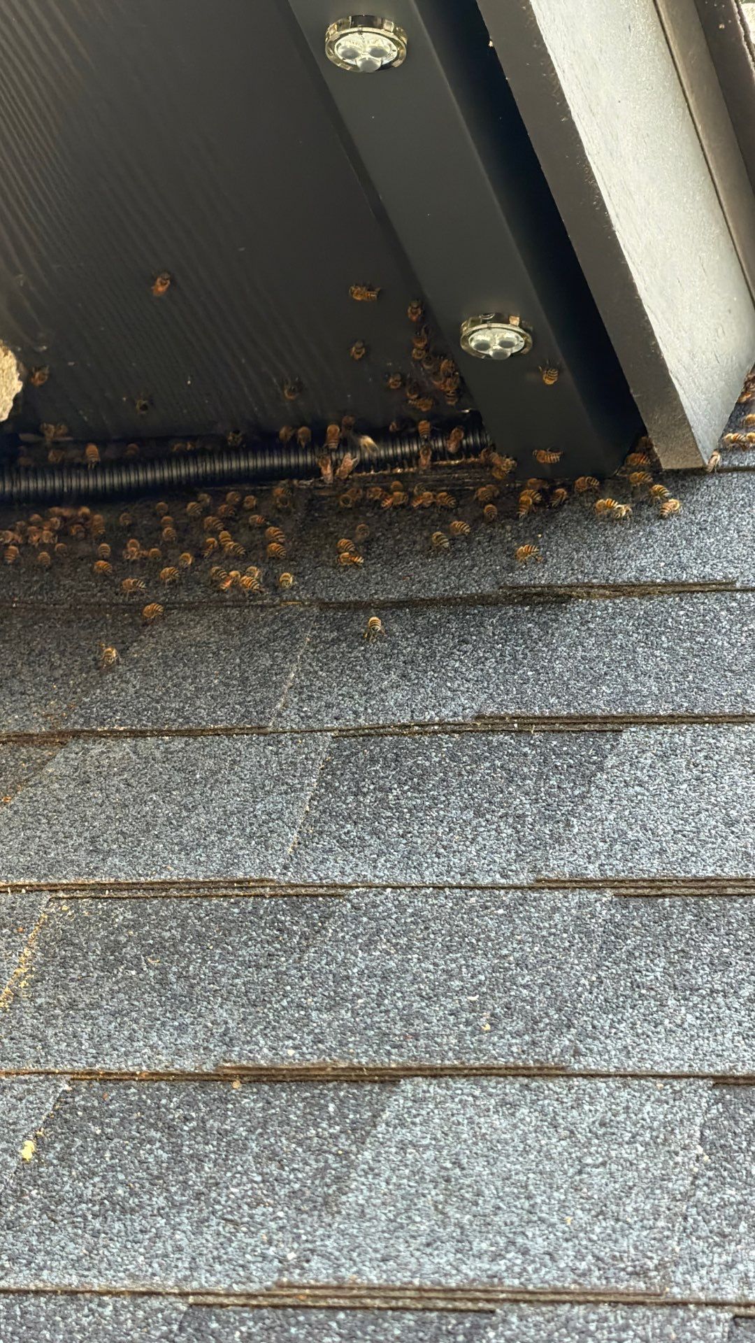 Poolside High up by Rockwall Honey Bee Company