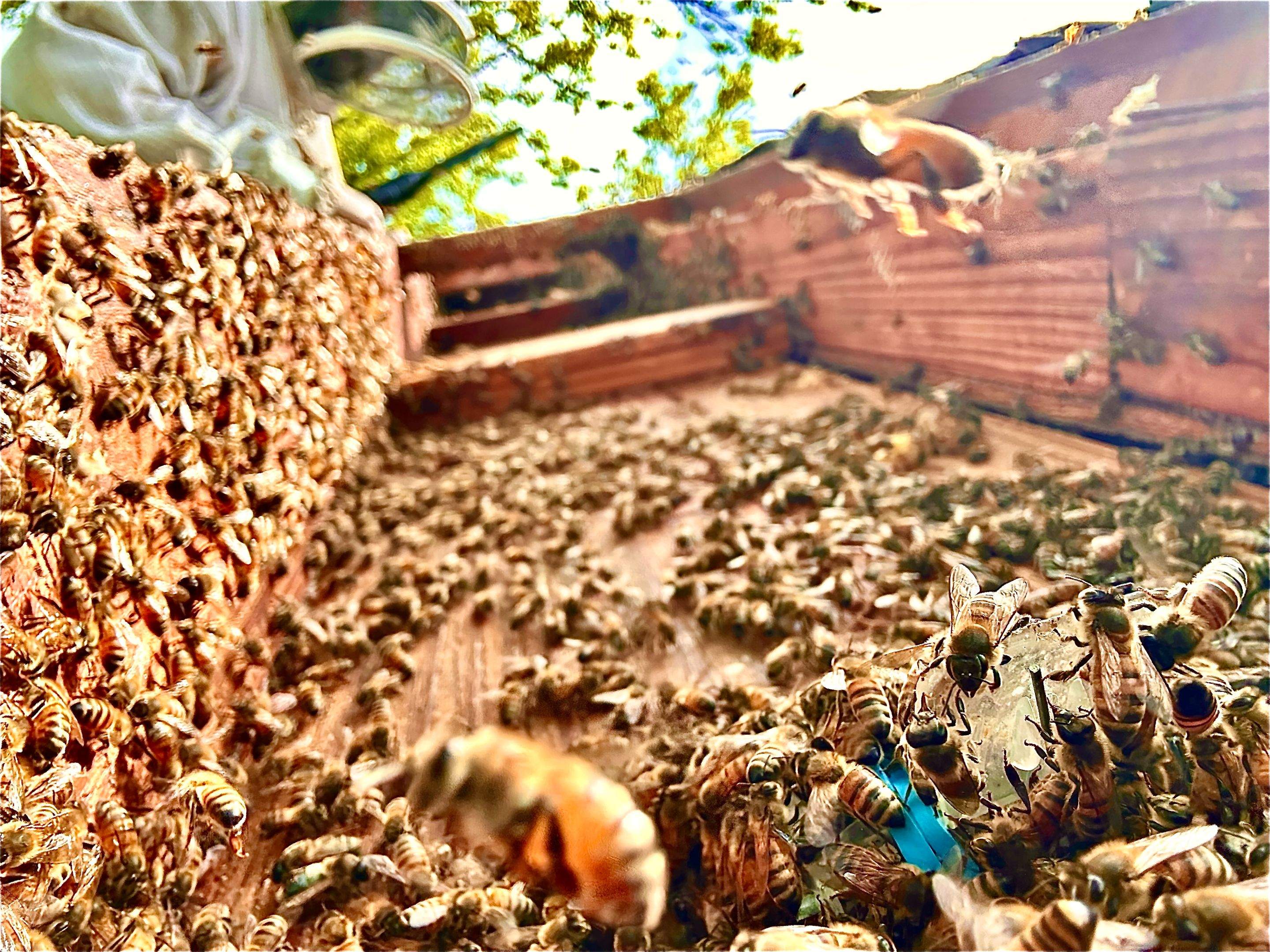 Commercial Roof by Rockwall Honey Bee Company