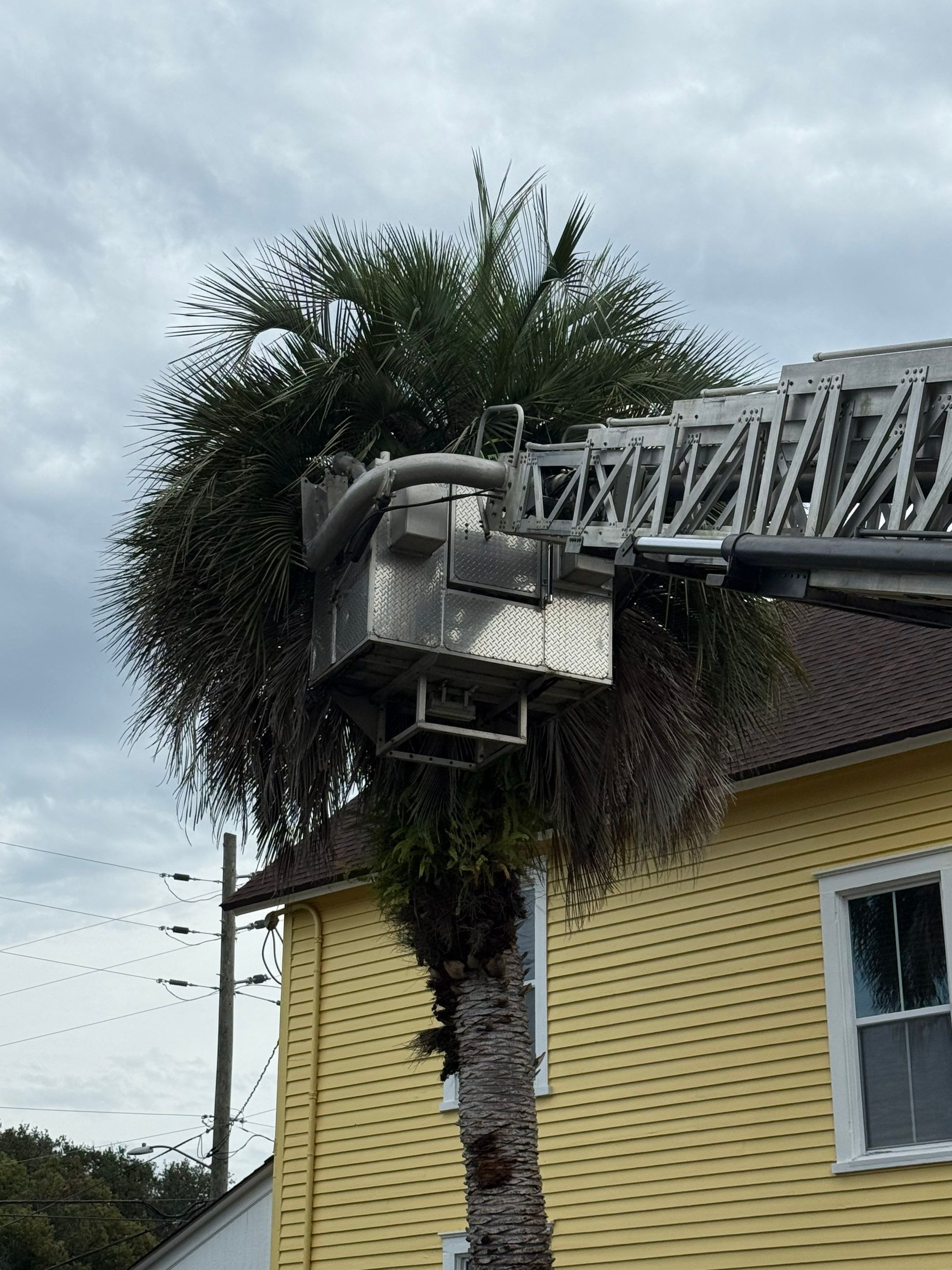 Volunteer Work | Episcopal High School of Jacksonville by ProGreen Services