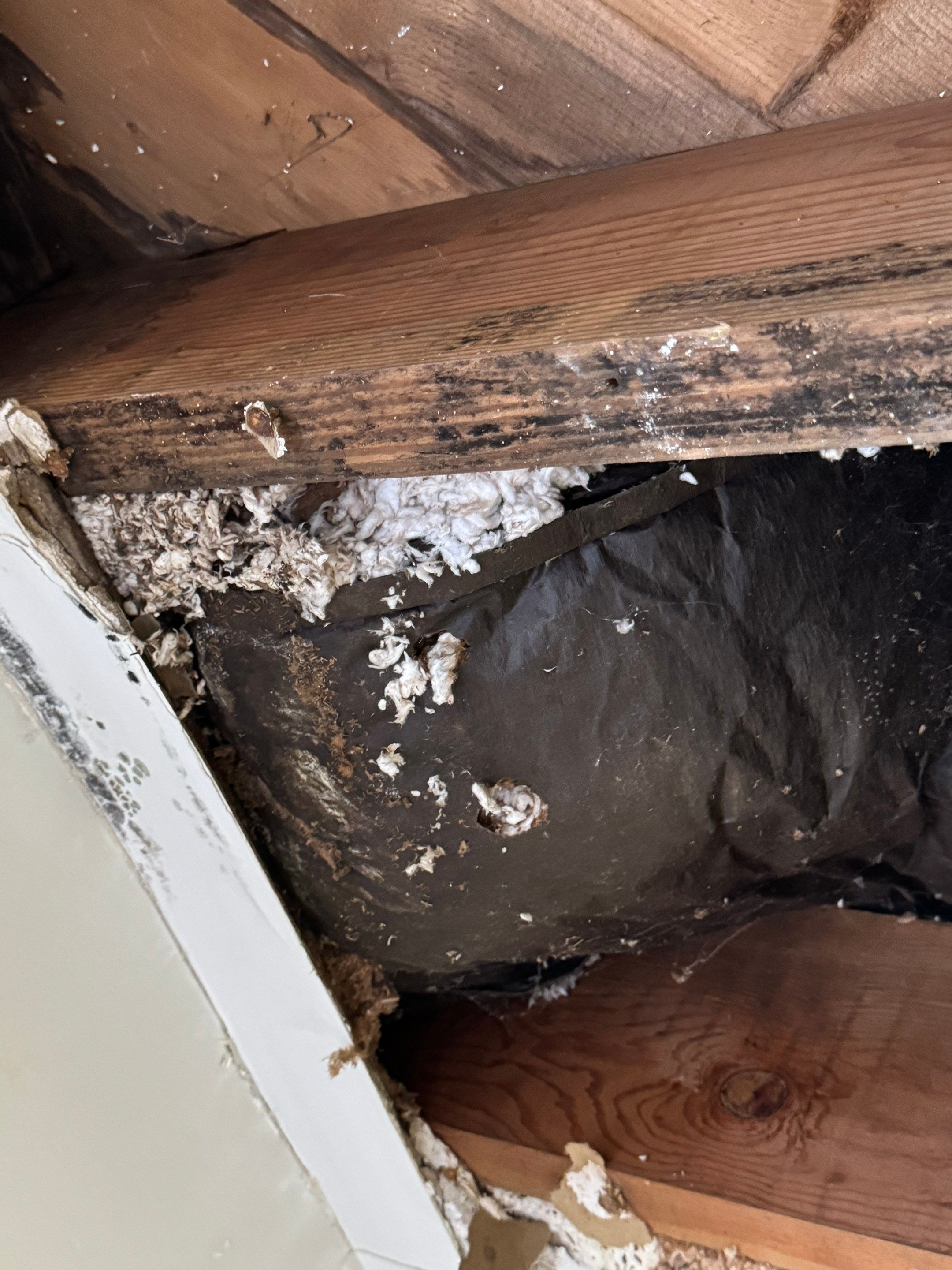 Bedroom Mold Remediation by Home Guarantee, LLC