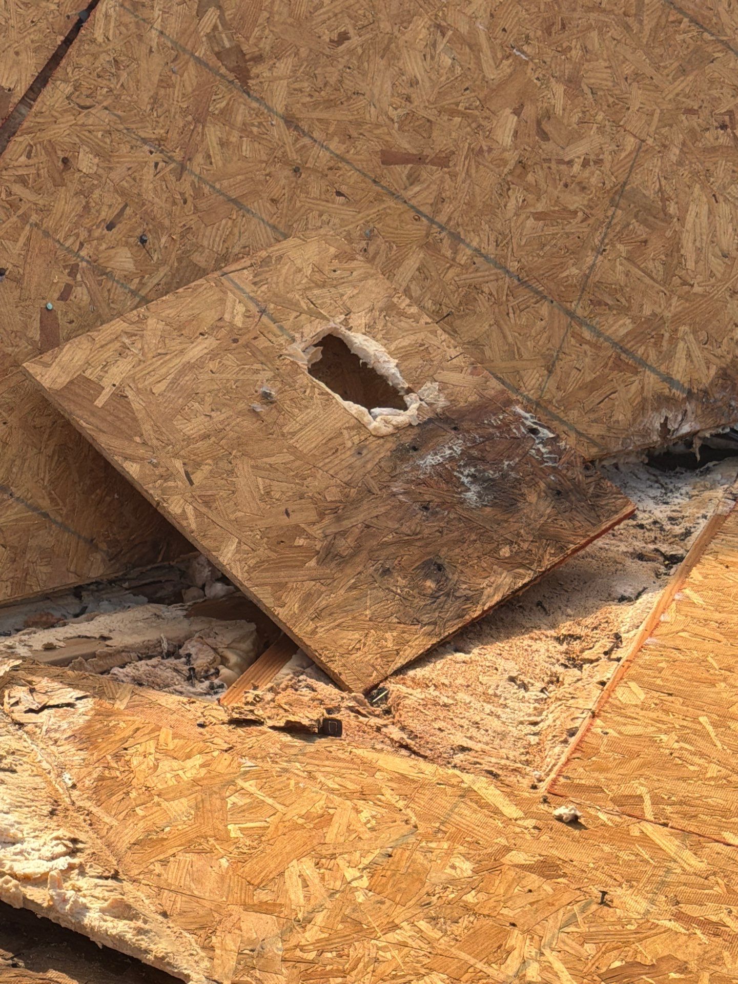 Jessica P. by Boss Hogg Roofing