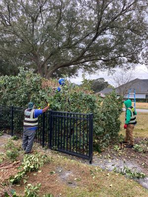 Residential | Hedge Trimming