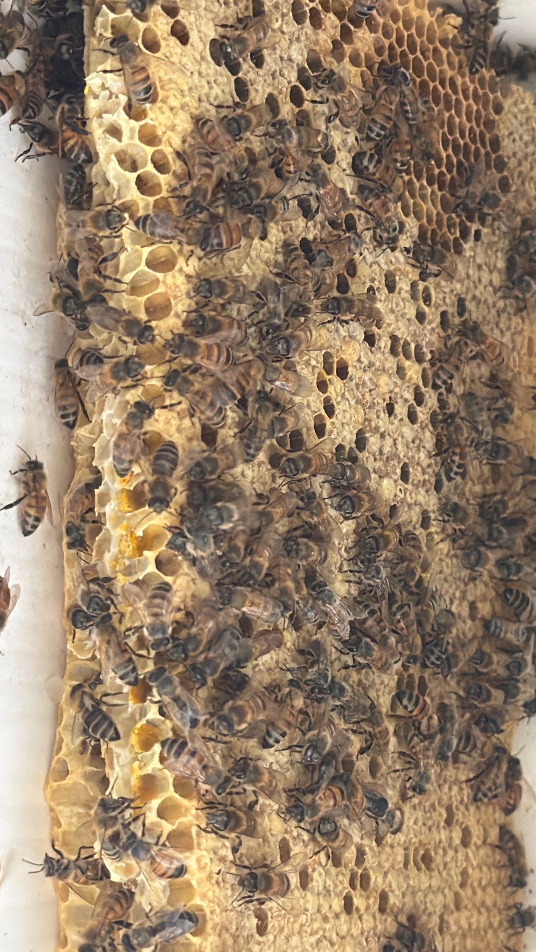 Bees a’Prosper by Rockwall Honey Bee Company