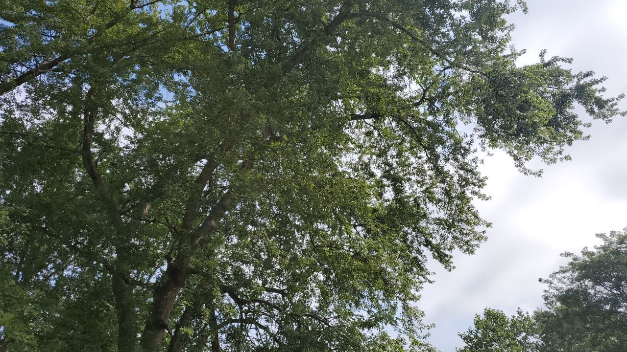 Tree Removal by Mike Jones & Sons Tree Service LLC 