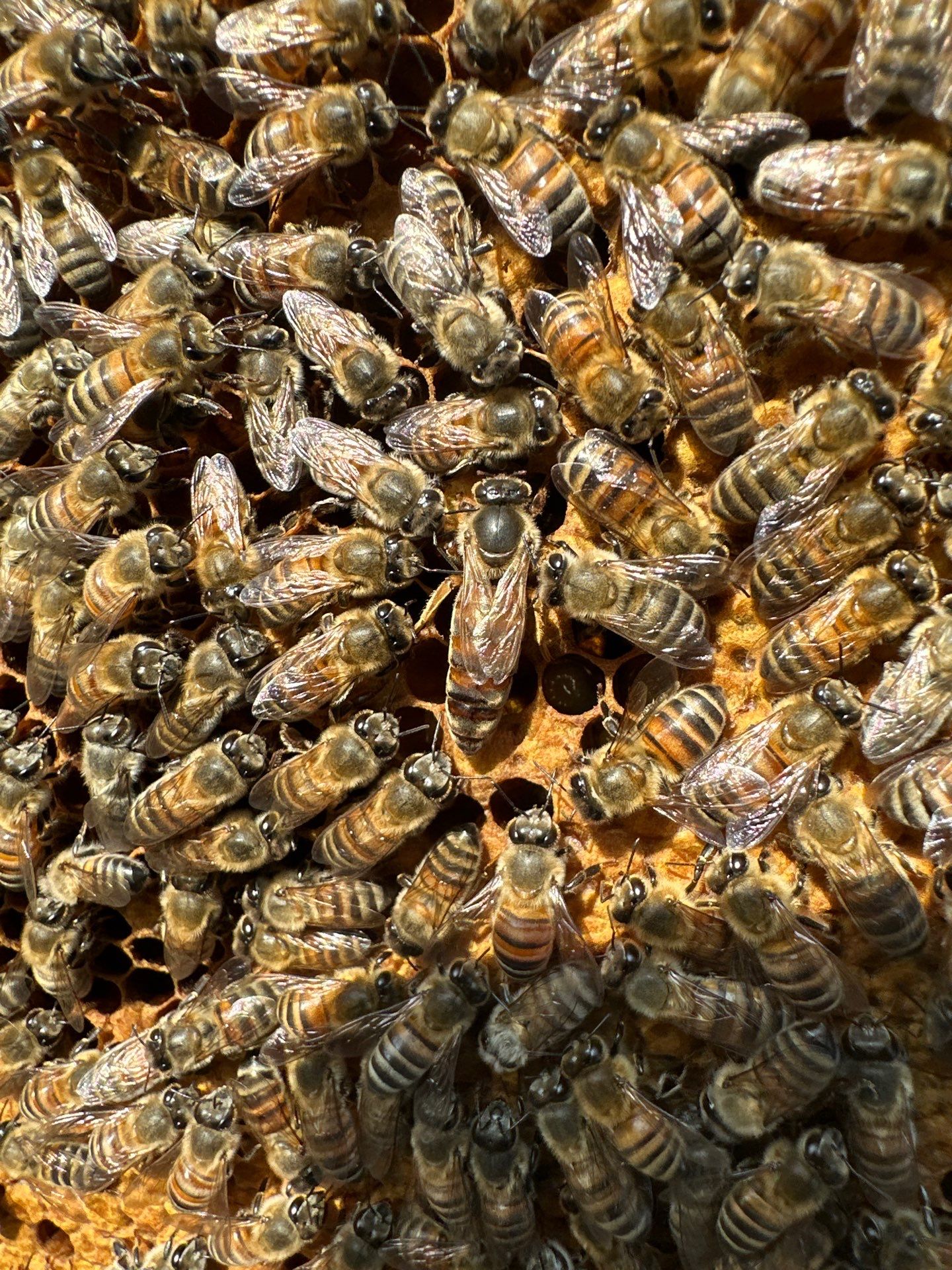 Rockwall County Ag. Exemption by Rockwall Honey Bee Company