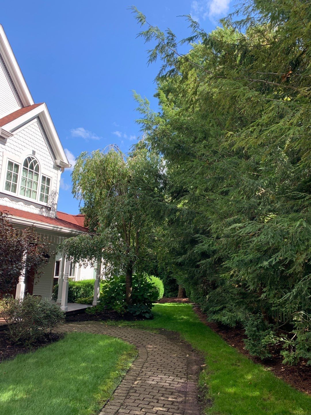 Tree Trimming using Tree Pruing by Mike Jones & Sons Tree Service LLC 