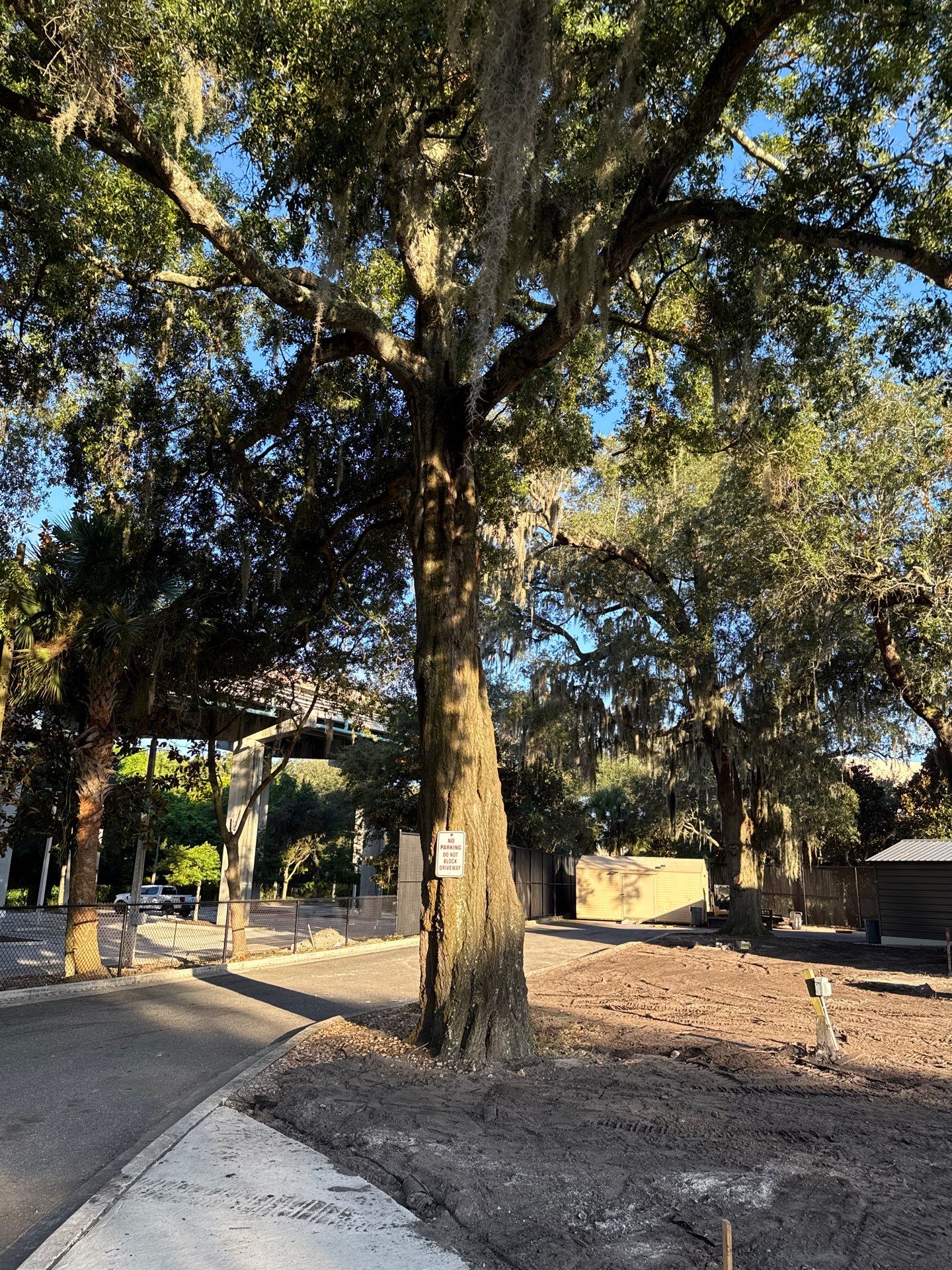 Welcome Center Tree Removal | Episcopal School of Jacksonville by ProGreen Services