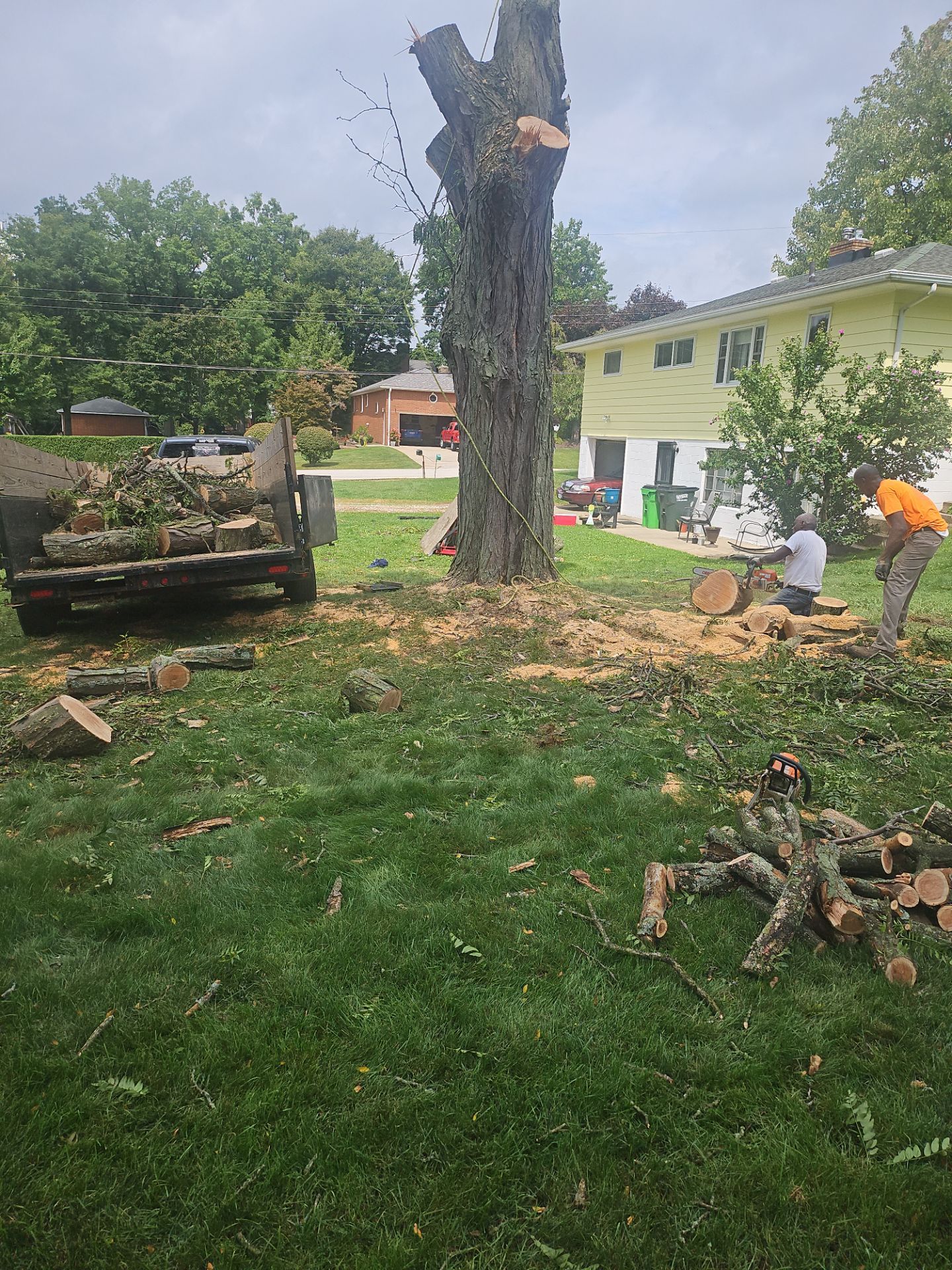 Tree Removal using Tree Removal by Mike Jones & Sons Tree Service LLC 