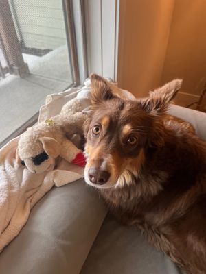 Doggo and Her Squeaky Toys