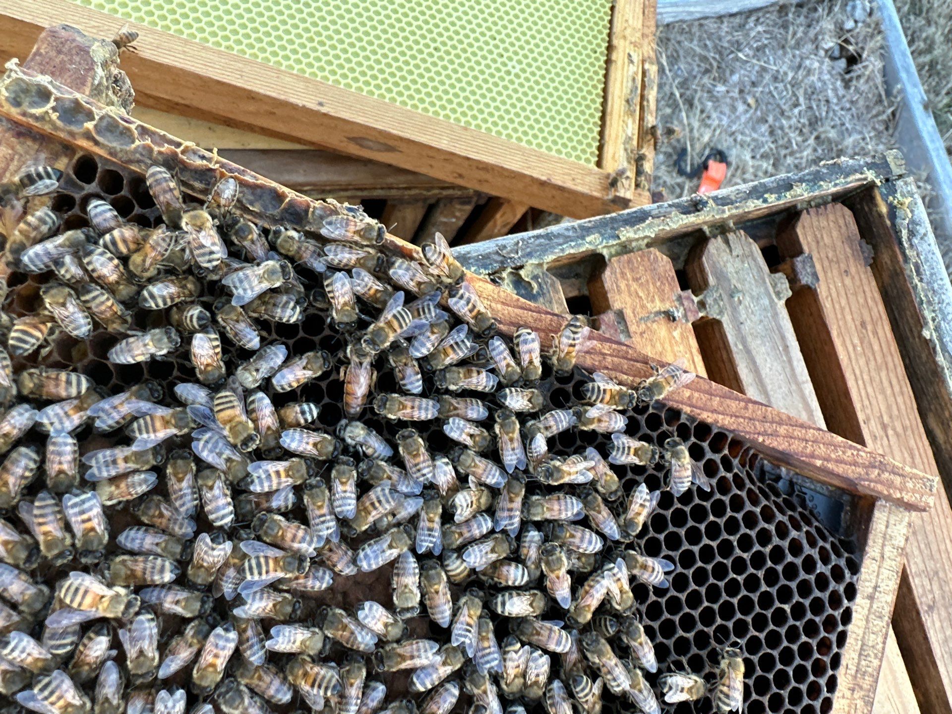 Double Family Property in Heath for Ag. Exemption by Rockwall Honey Bee Company