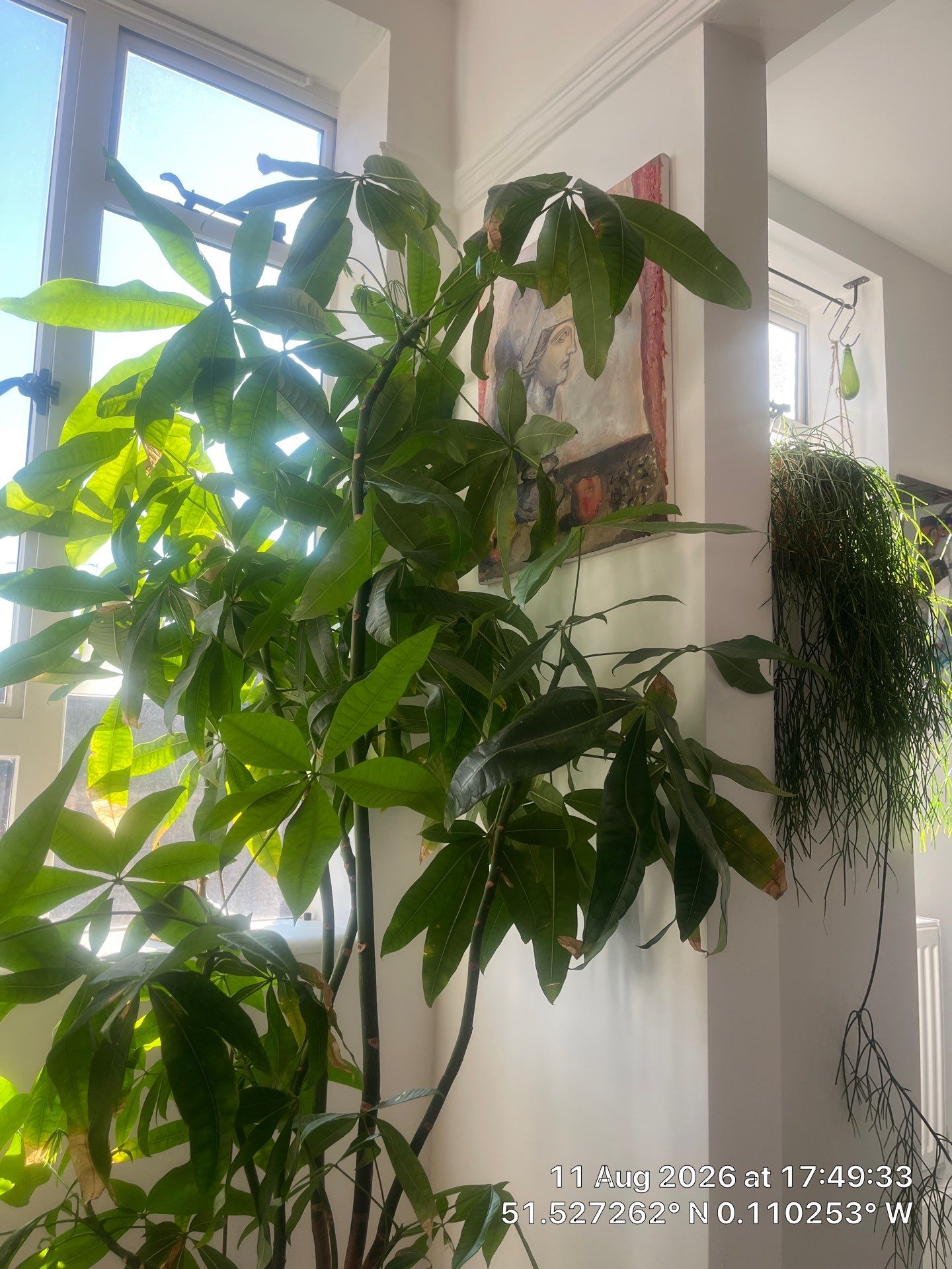 Indoor Plant Installation and Interior Decor Enhancement in London by CompanyCam Sales Demo