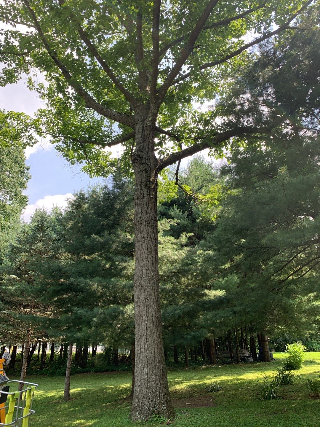 Tree Trimming & Tree Removal in Akron Ohio by Mike Jones & Sons Tree Service LLC 
