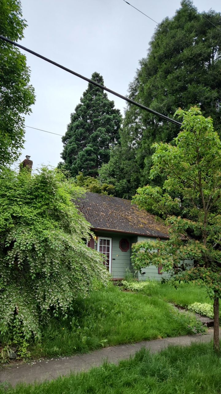 Moss Treatment using Biocide by Willamette Outdoor Wash LLC