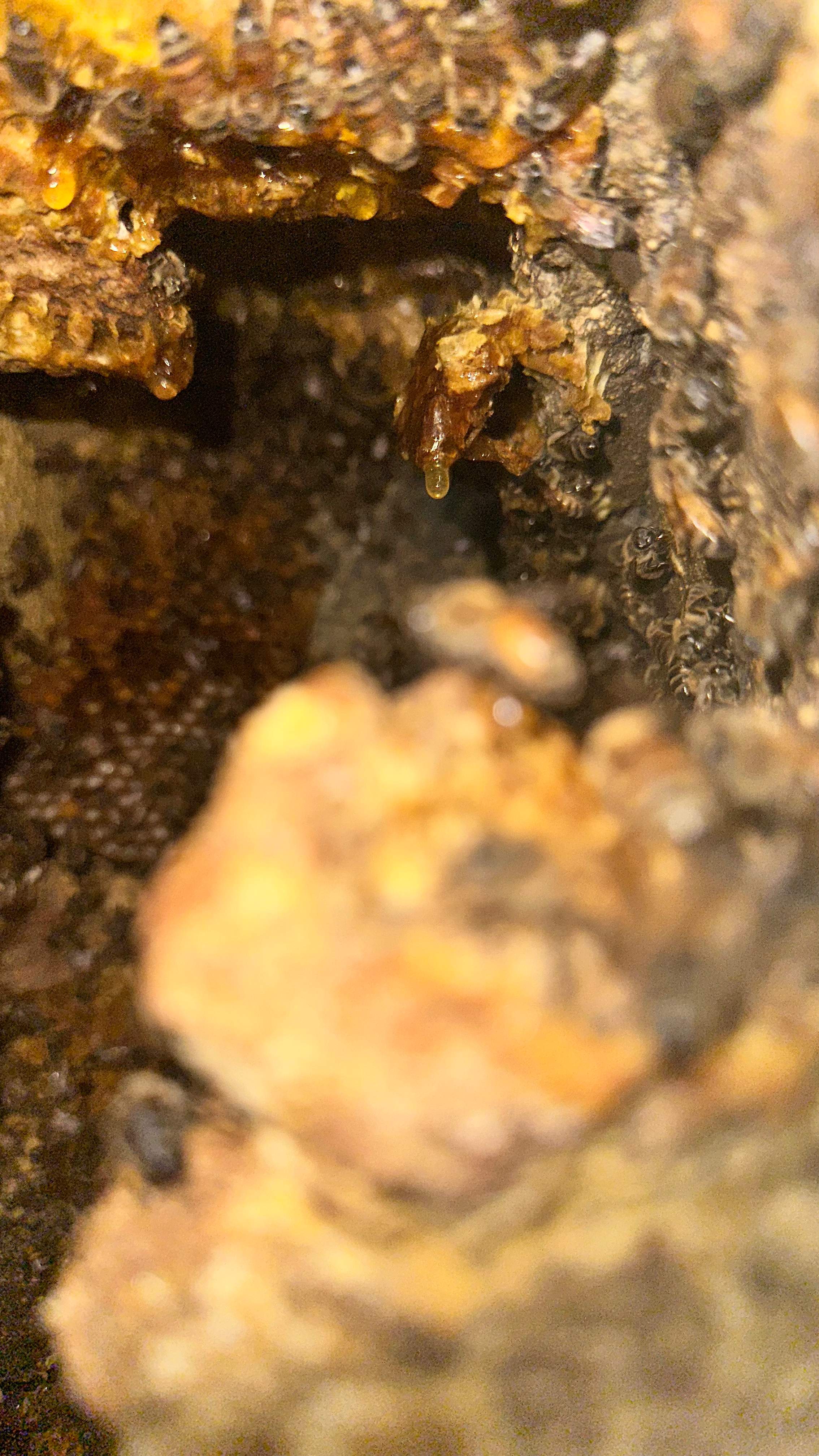 Art Gallery by Rockwall Honey Bee Company