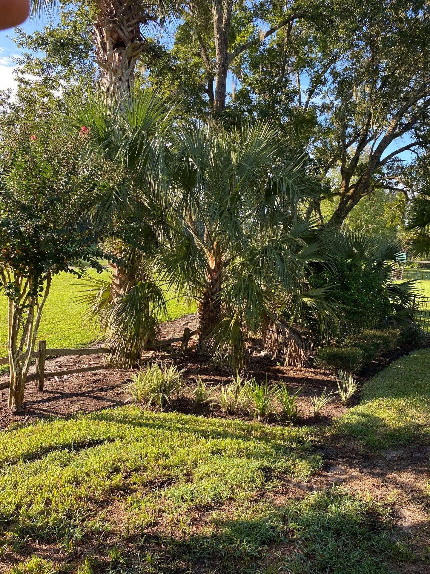 Deerwood Residence | Palm Tree Trimming by ProGreen Services
