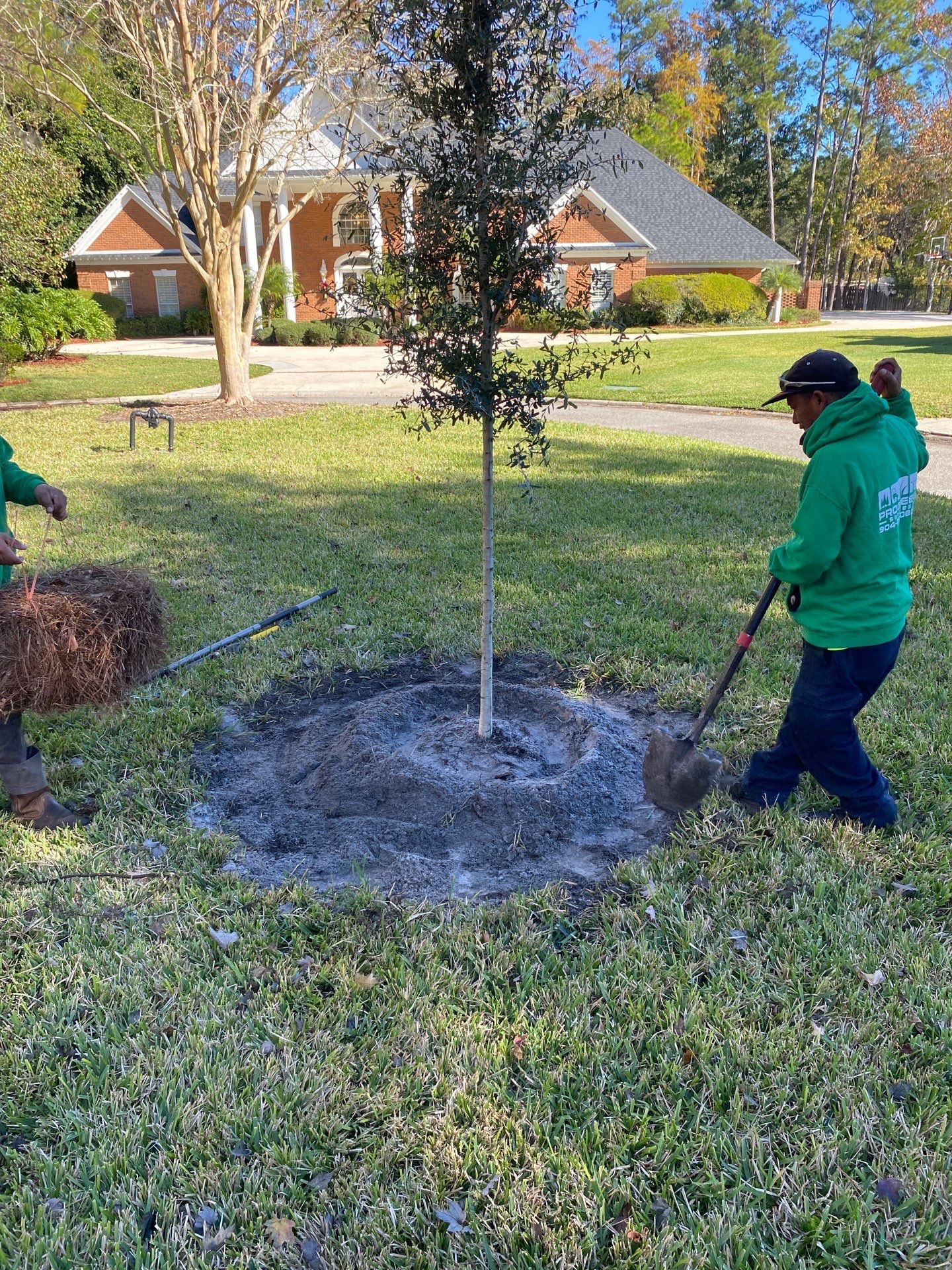 Deerwood Community | Oak Tree Replacement Project by ProGreen Services