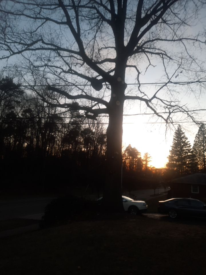 Tree Trimming using Tree Pruing by Mike Jones & Sons Tree Service LLC 