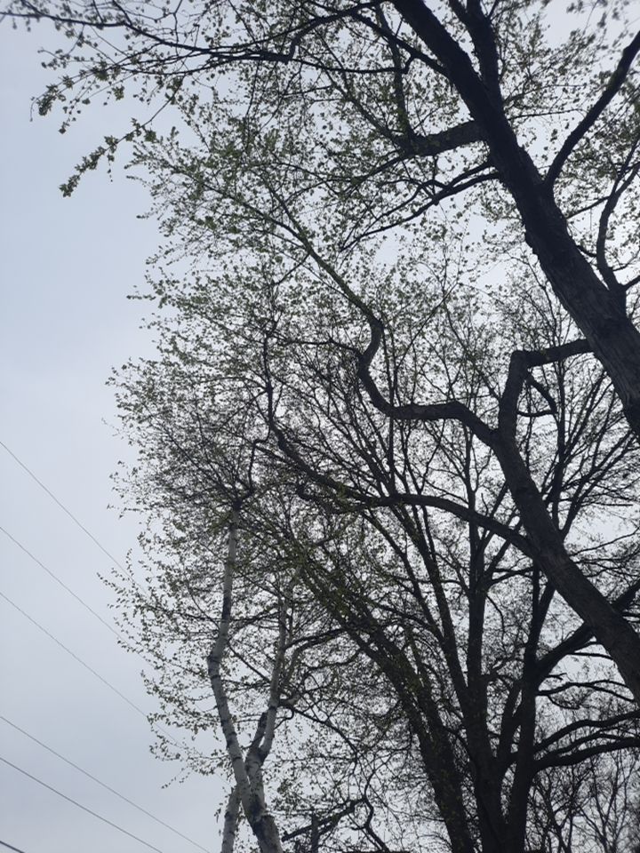 Tree Removal using Tree Removal by Mike Jones & Sons Tree Service LLC 