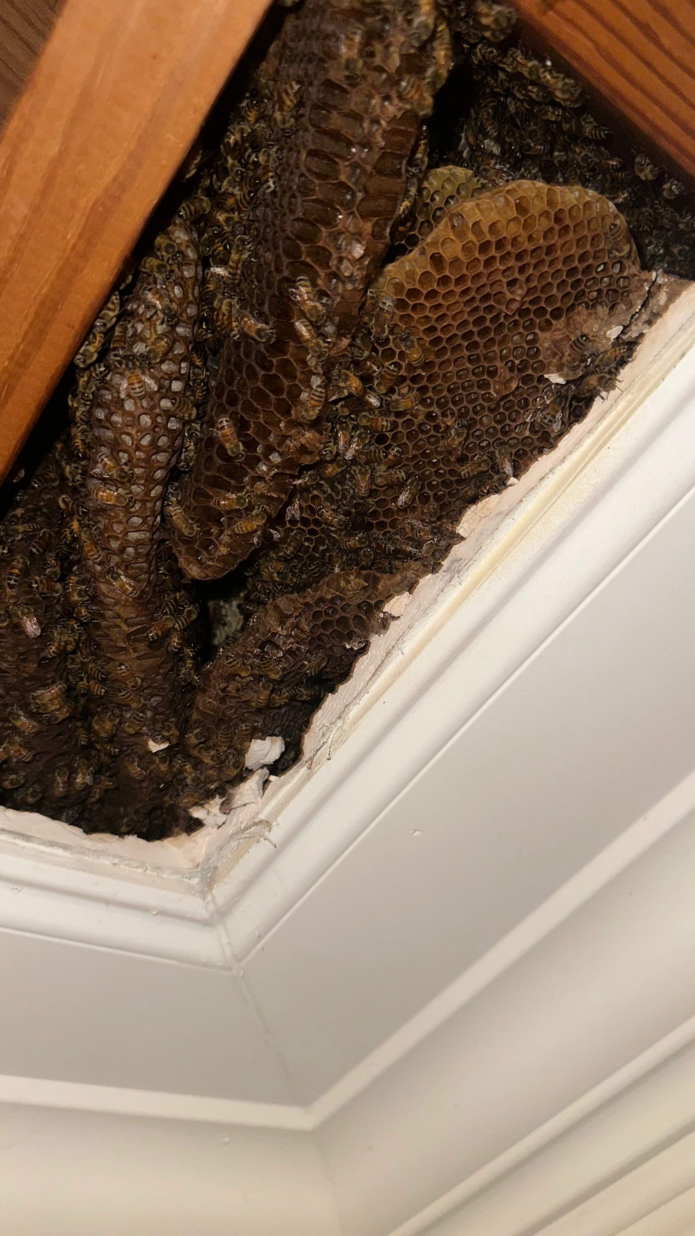 Interior Ceiling by Rockwall Honey Bee Company