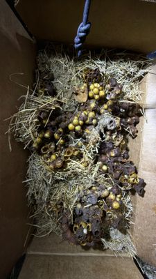 Haystack Bumblebees