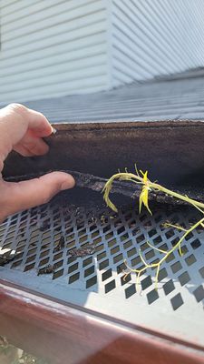 Brand: Atlas Pinnacle Color: Pristine Scotchgard Coastal Granite Drip: White