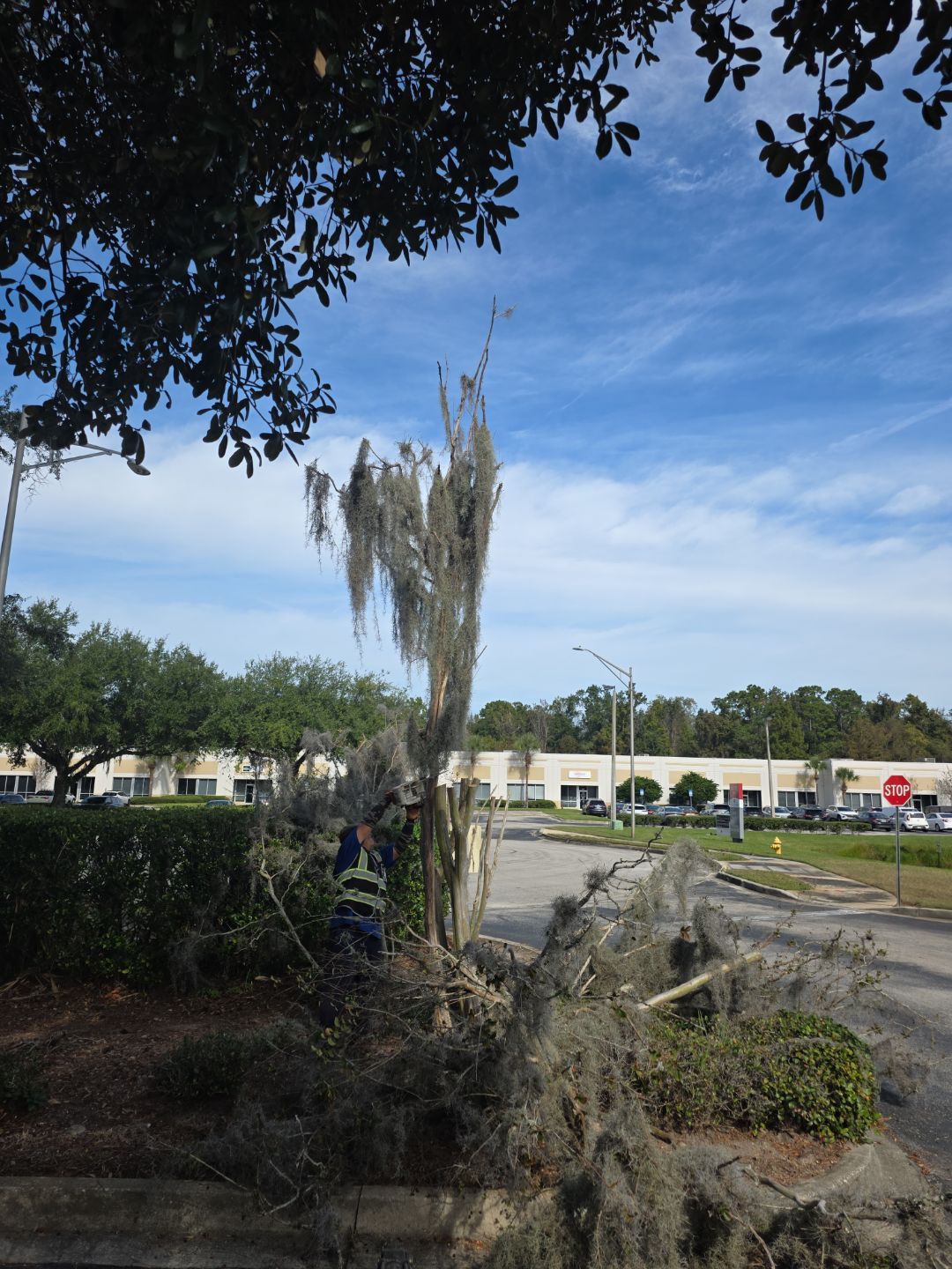 Tree & Palm Trimming | Commercial Property by ProGreen Services