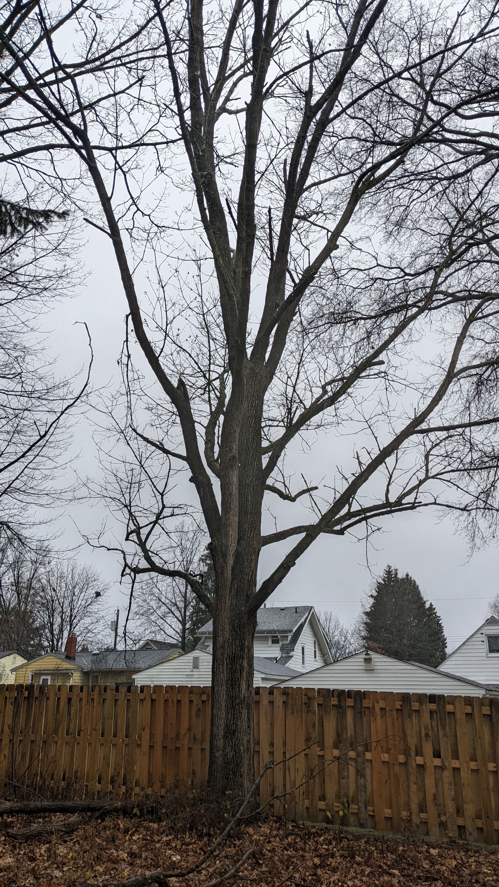 Tree Removal using Tree Removal by Mike Jones & Sons Tree Service LLC 