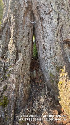 🌲 Trusty Showcase: Nurse-Stump Grown Douglas Fir with Elevated Root Flare – Sammamish, WA