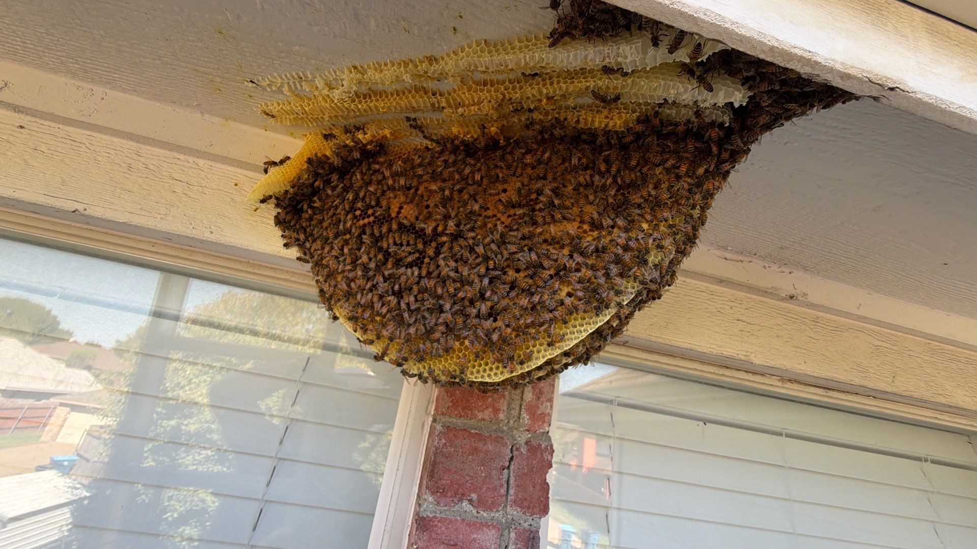 Open Air Colony in Rockwall, TX by Rockwall Honey Bee Company