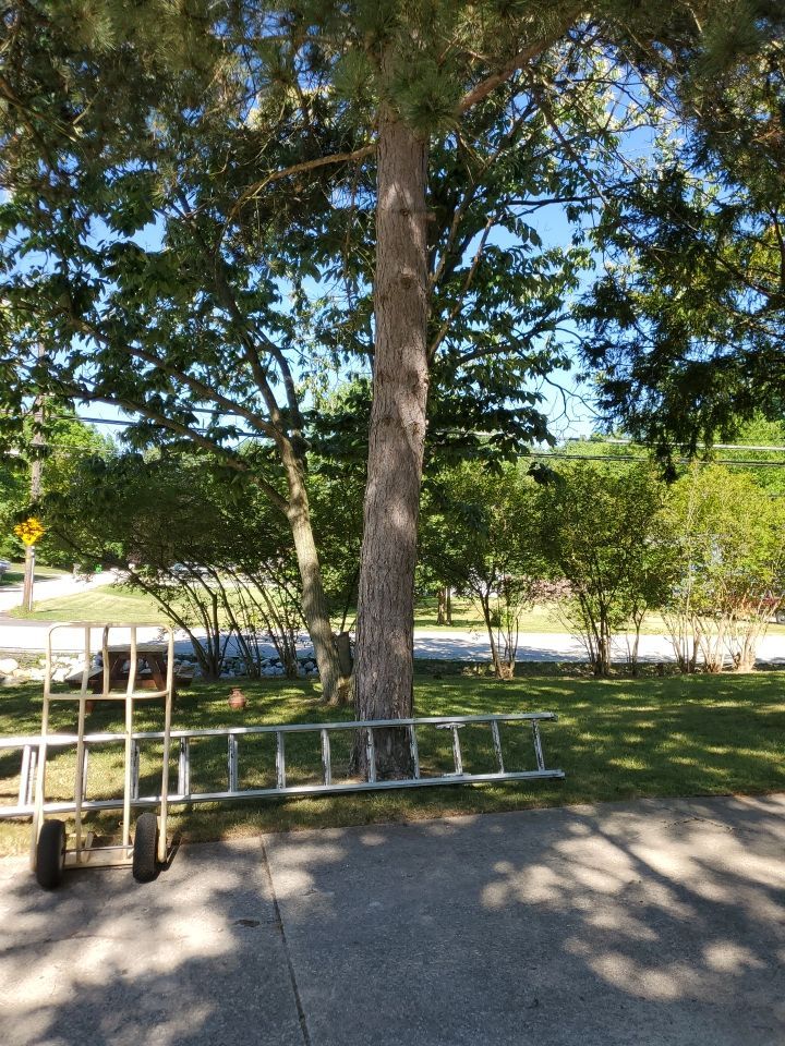 Tree Removal using Tree Removal by Mike Jones & Sons Tree Service LLC 