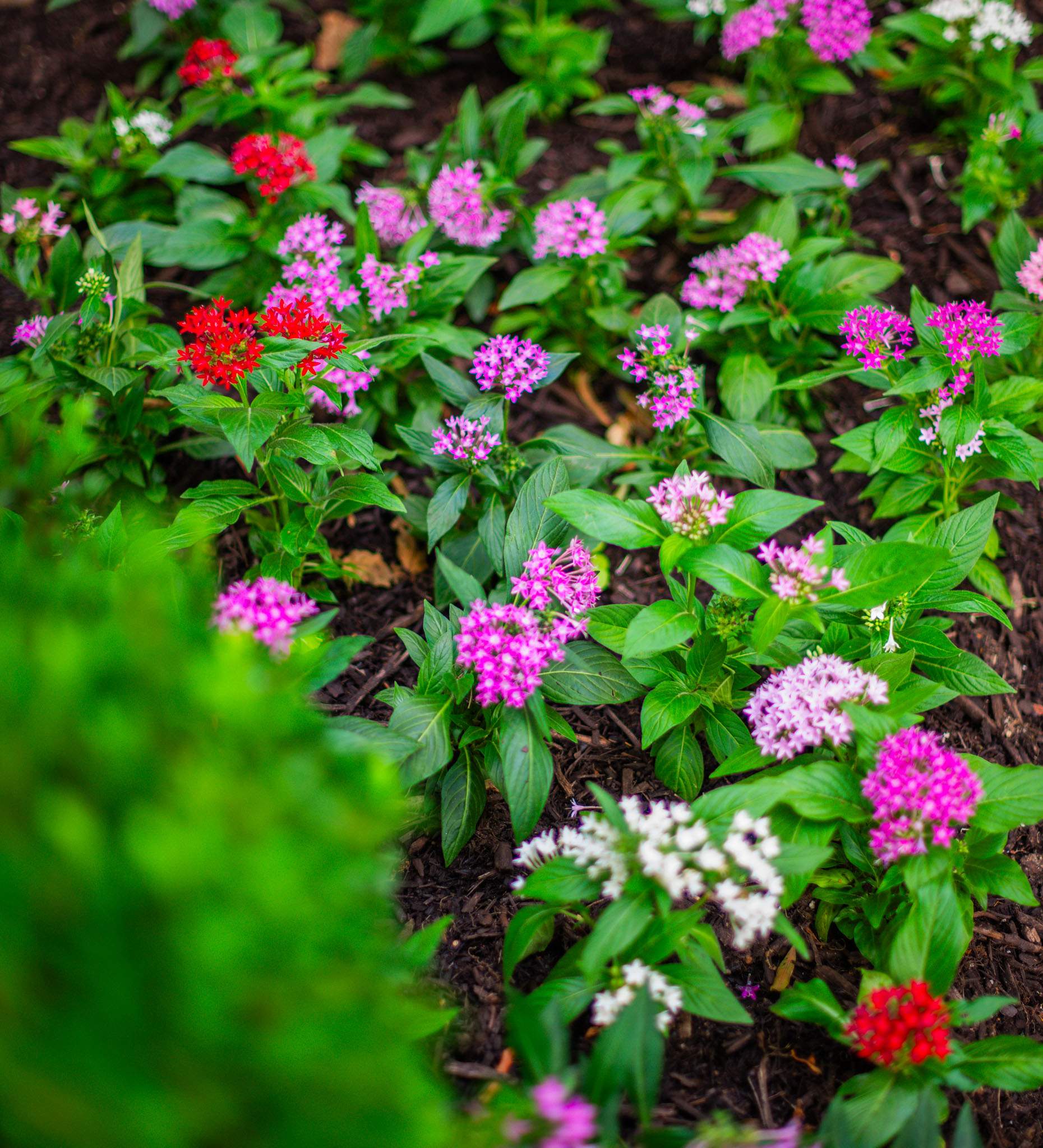 Southern Charm: Revitalizing a Cottage Garden by Complete Exterior Solutions