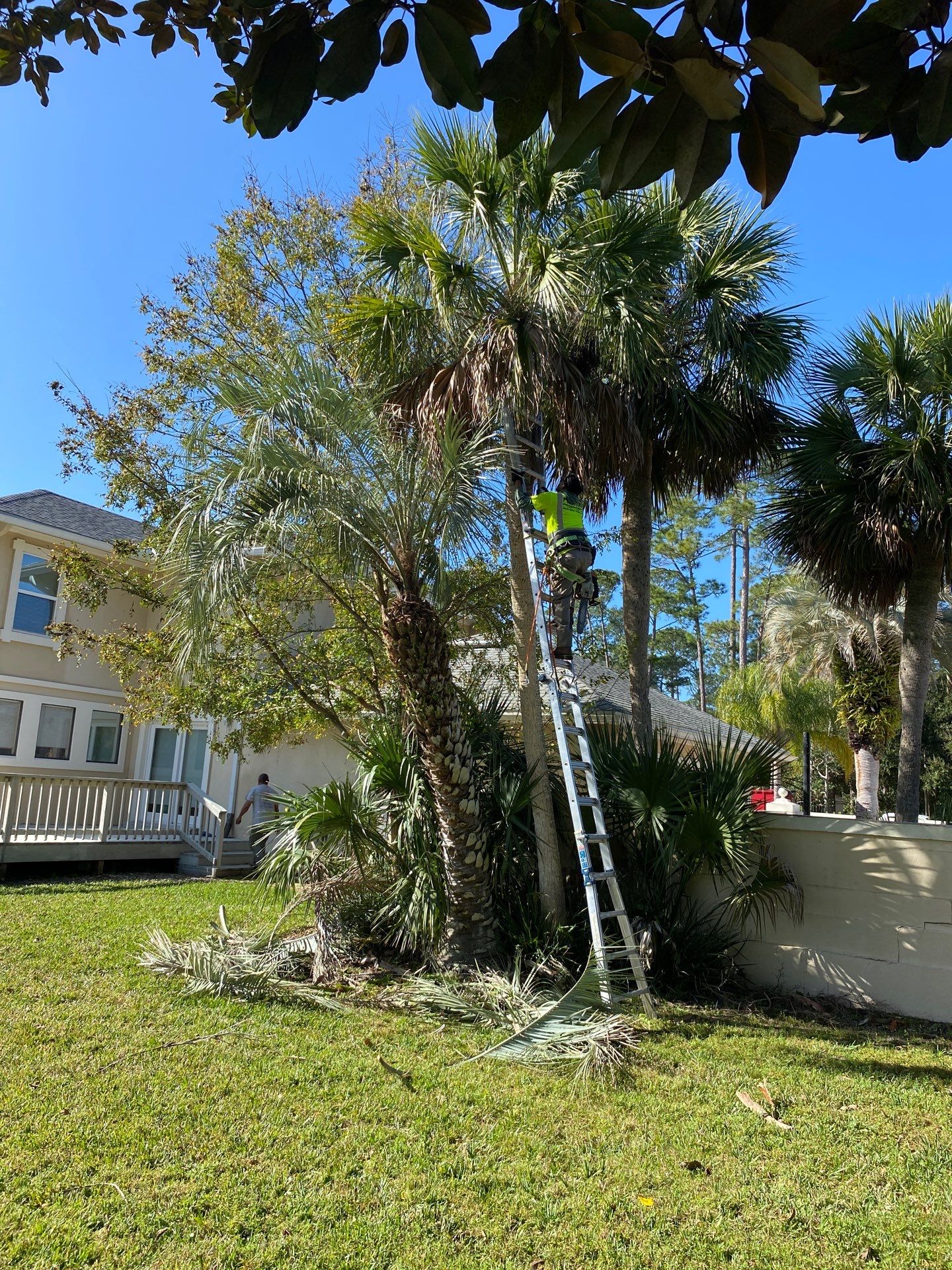 Deerwood Resident | Tree Removal & Palm Trimming by ProGreen Services