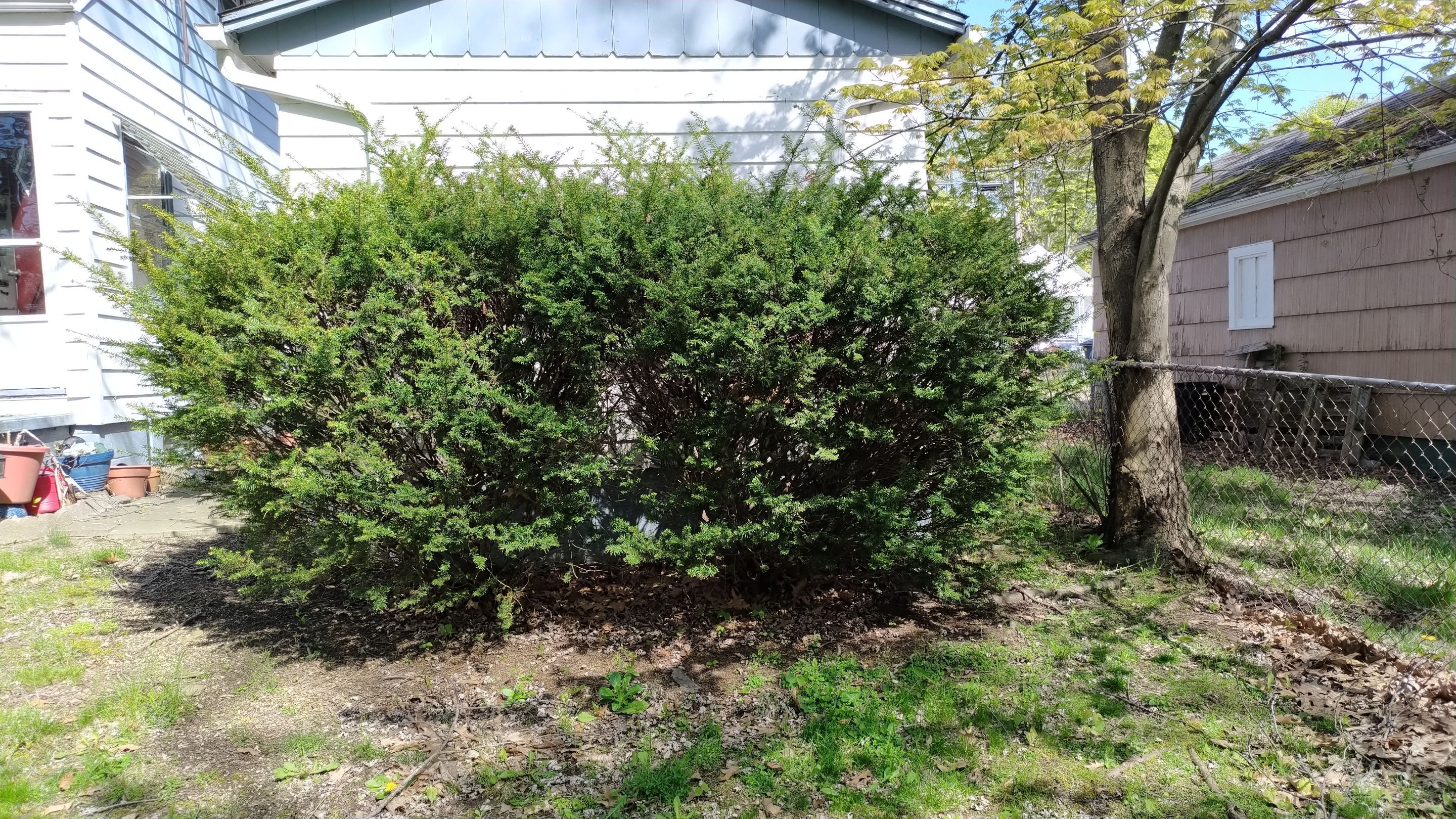 Tree Trimming using Tree Pruing by Mike Jones & Sons Tree Service LLC 